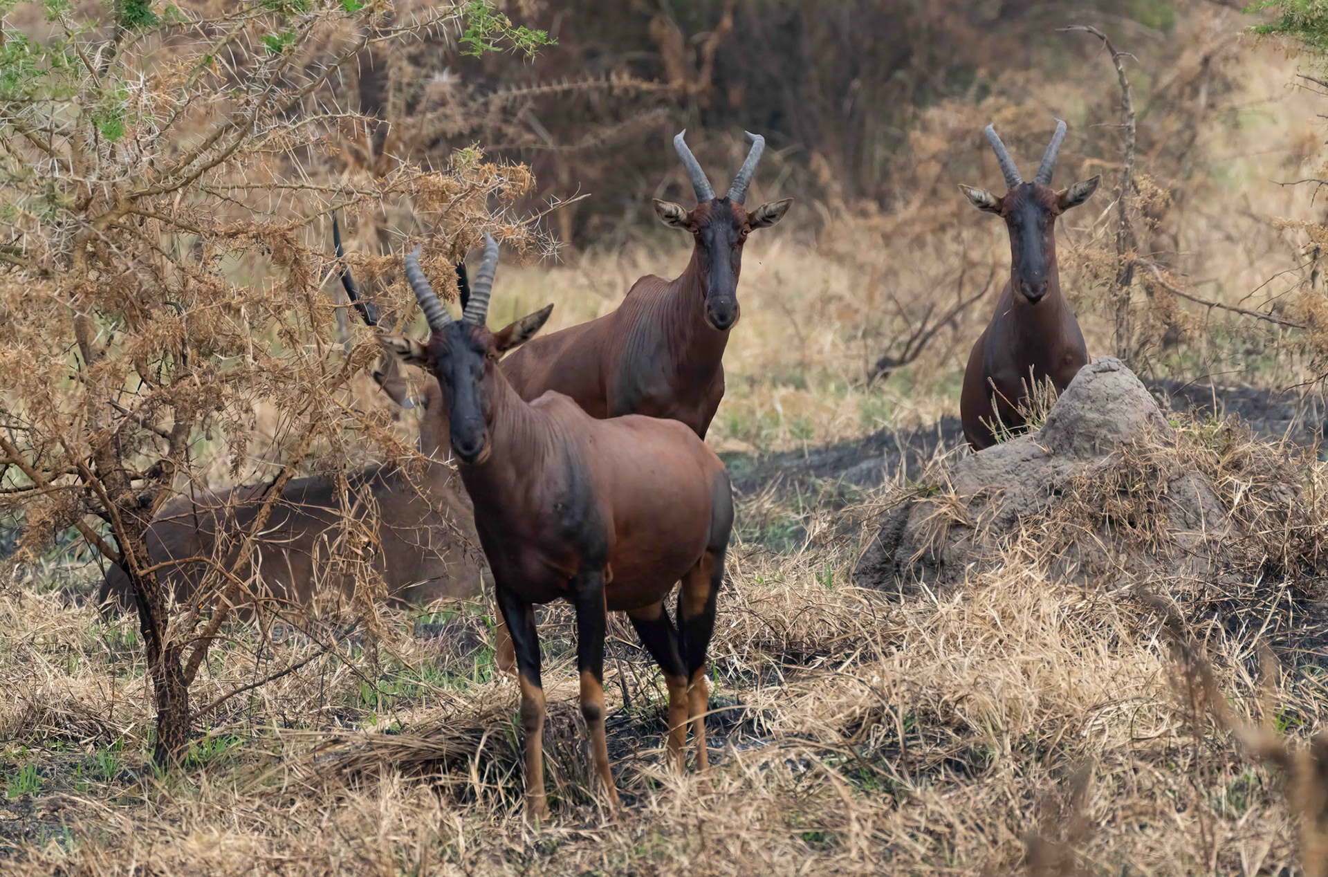 Topi (or Tessebe) Antelope, Queen Elizabeth NP. Uganda. 04-08-23.