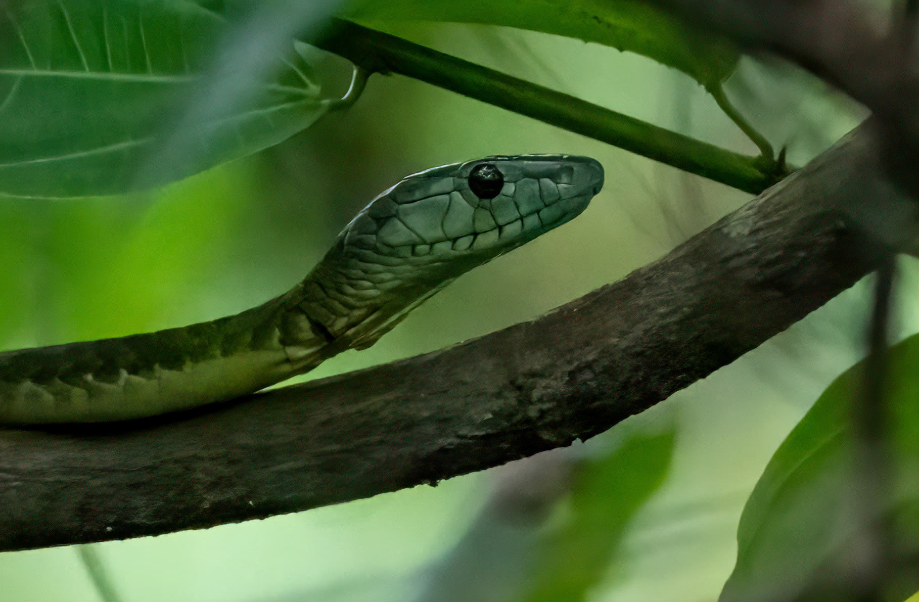 Jameson's Mamba, highly venomous neurotoxic snake, Bigodi Swamp, Uganda. 03-08-23.