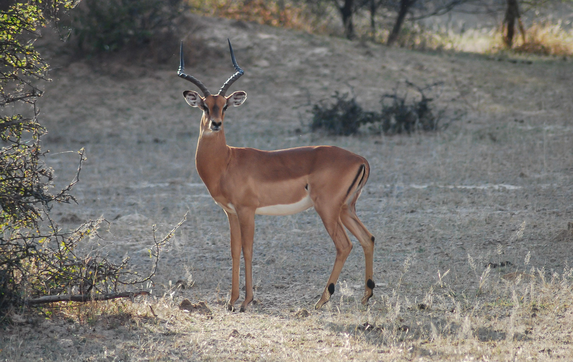 Impala Ram, Poppa Falls Caprivi Namibia 17/05/11