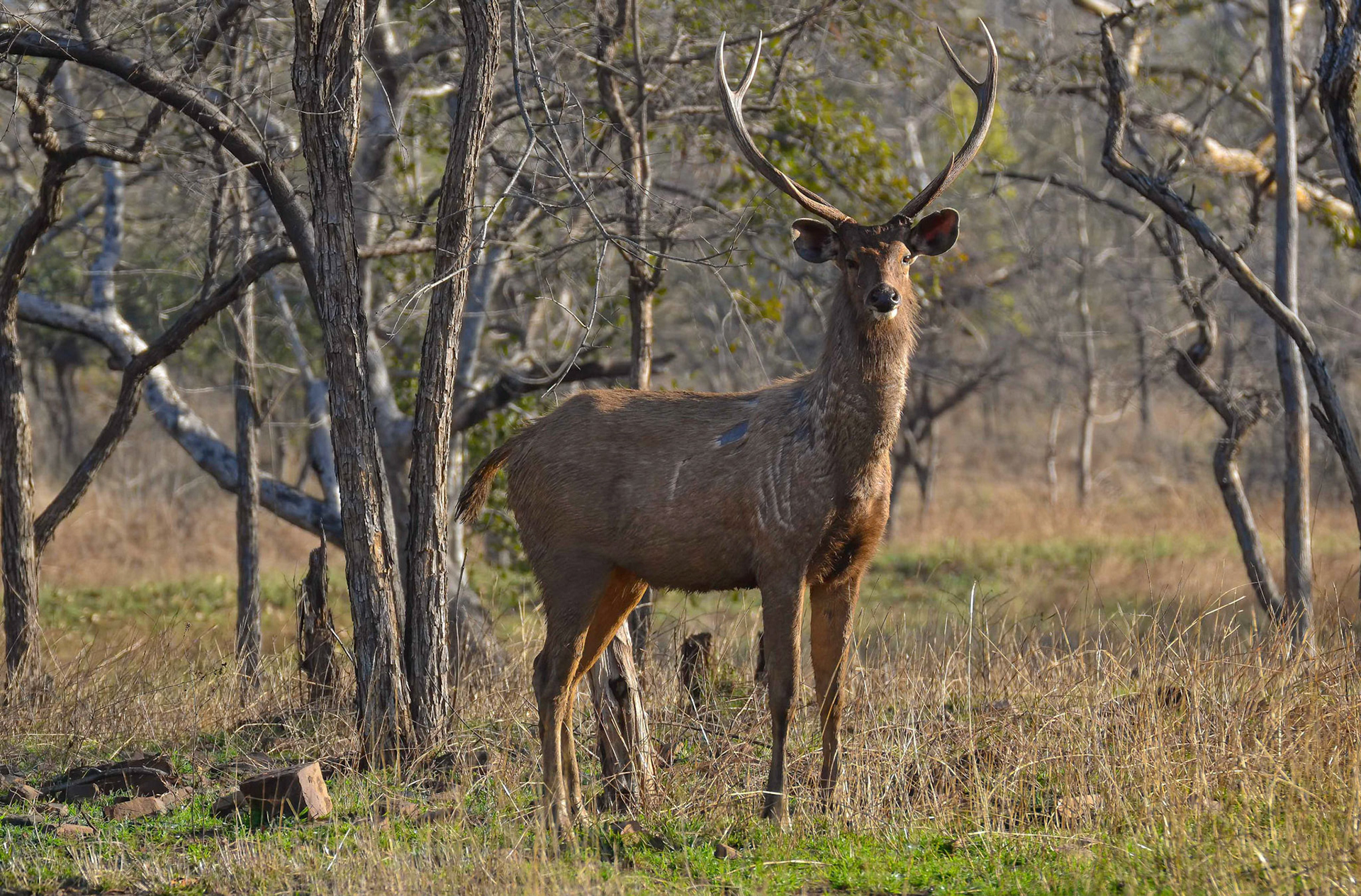 Sambar Stag, Panna NP, Madhya Pradesh India 16/03/14.