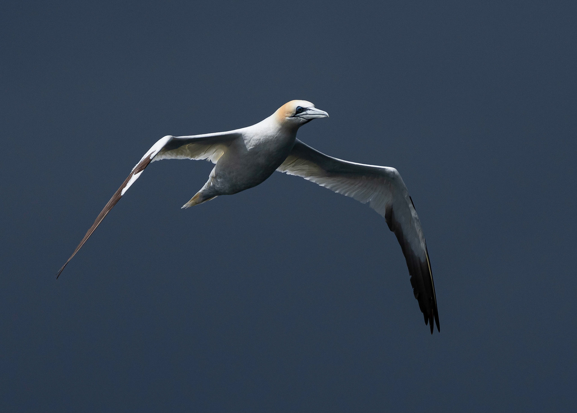 Gannet, Loch Na Keal, Mull Scotland. 05/08/21.