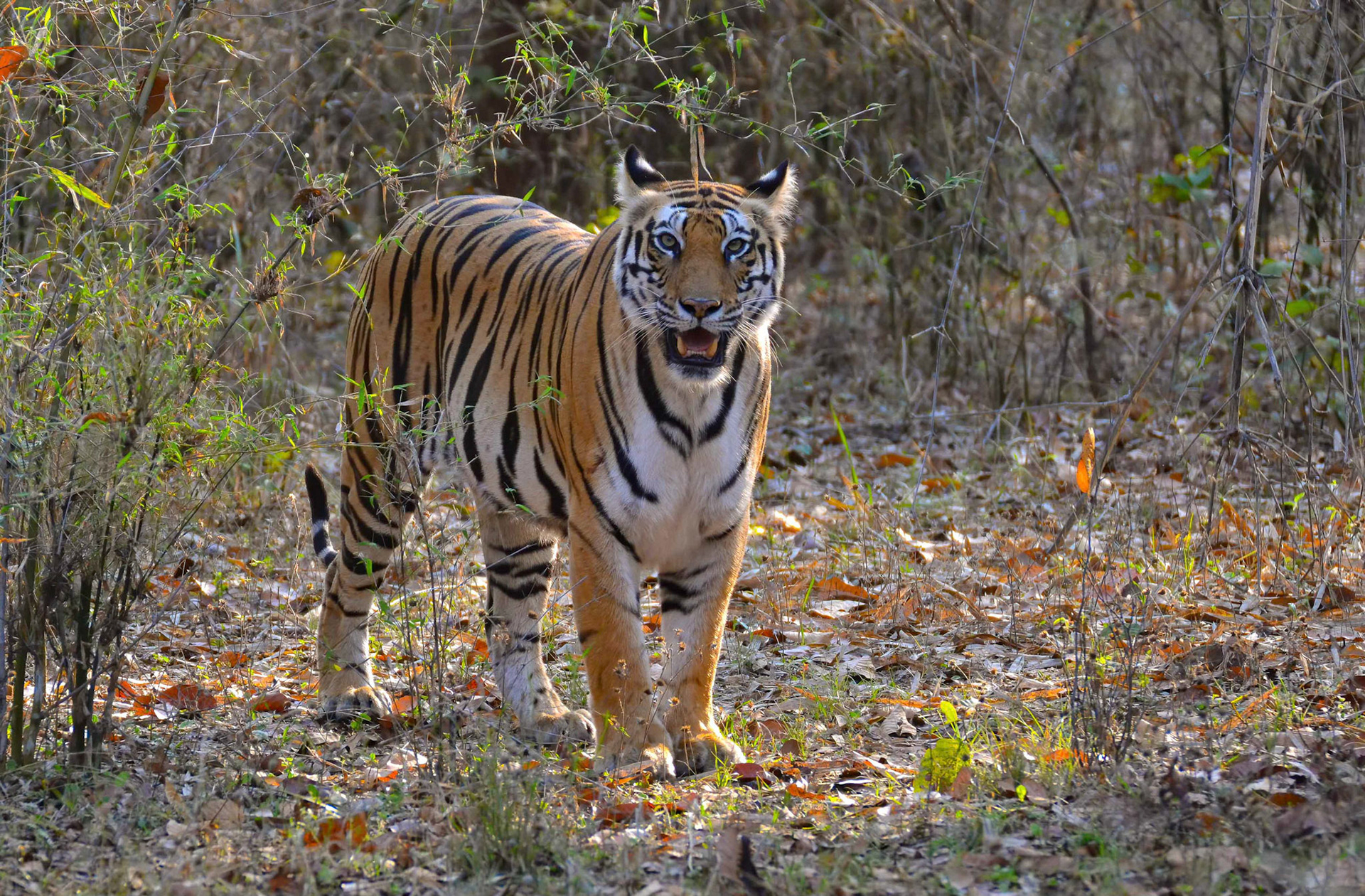 Tigress, Bandhavgarh, Madhya Pradesh India 18/03/14.