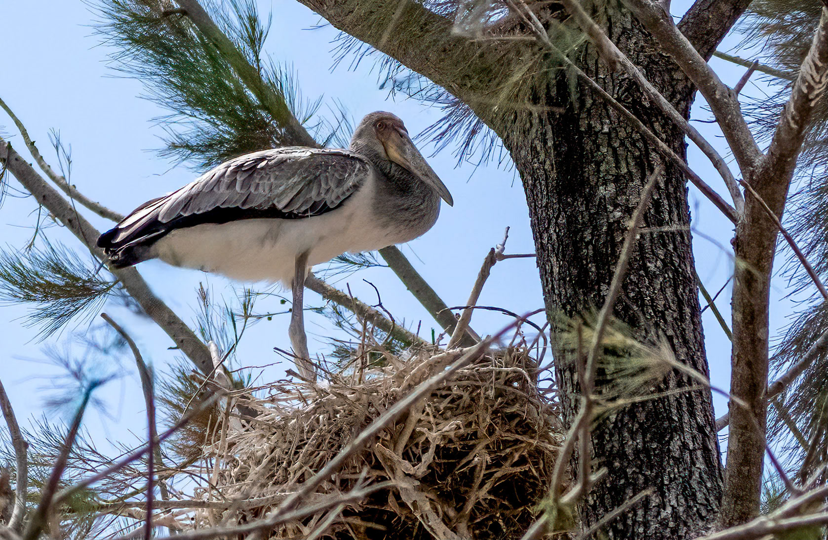 Yellow-billed Stork juvenile, Ntungamo, Uganda. 06-08-23.