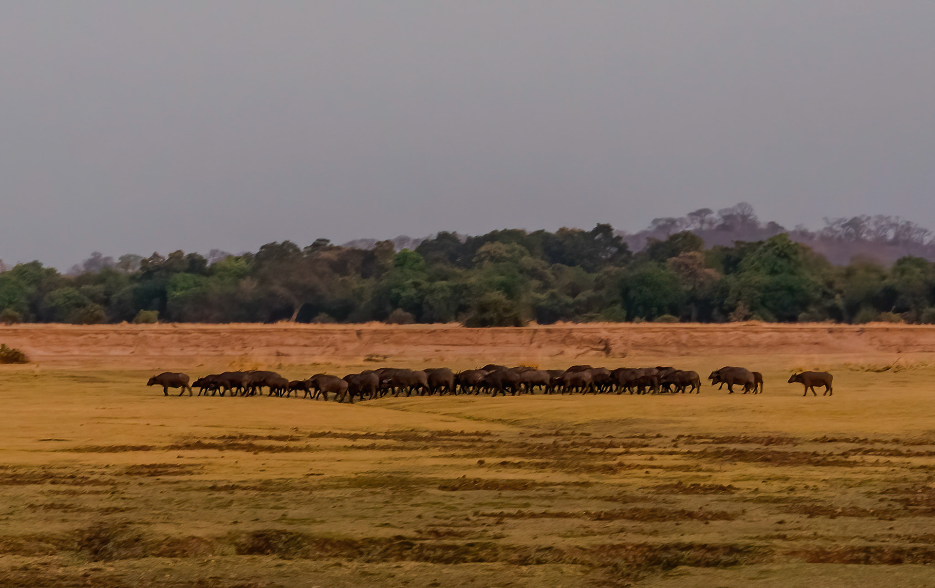 Cape Buffalo, Kafunta Zambia 09/09/17