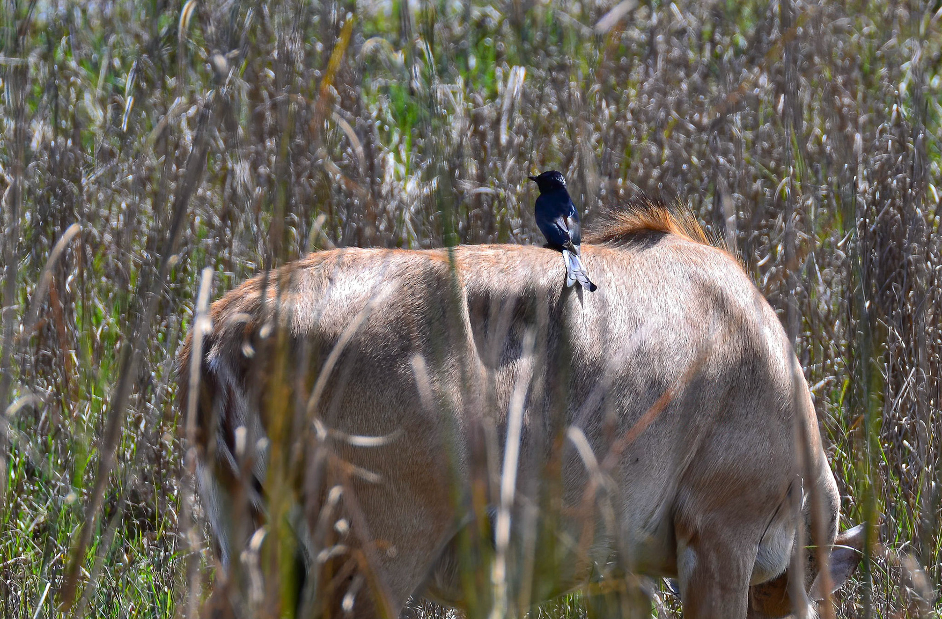 Black Drongo on Nilgai Doe, Sultanpur NP, Haryana India 08/03/14.