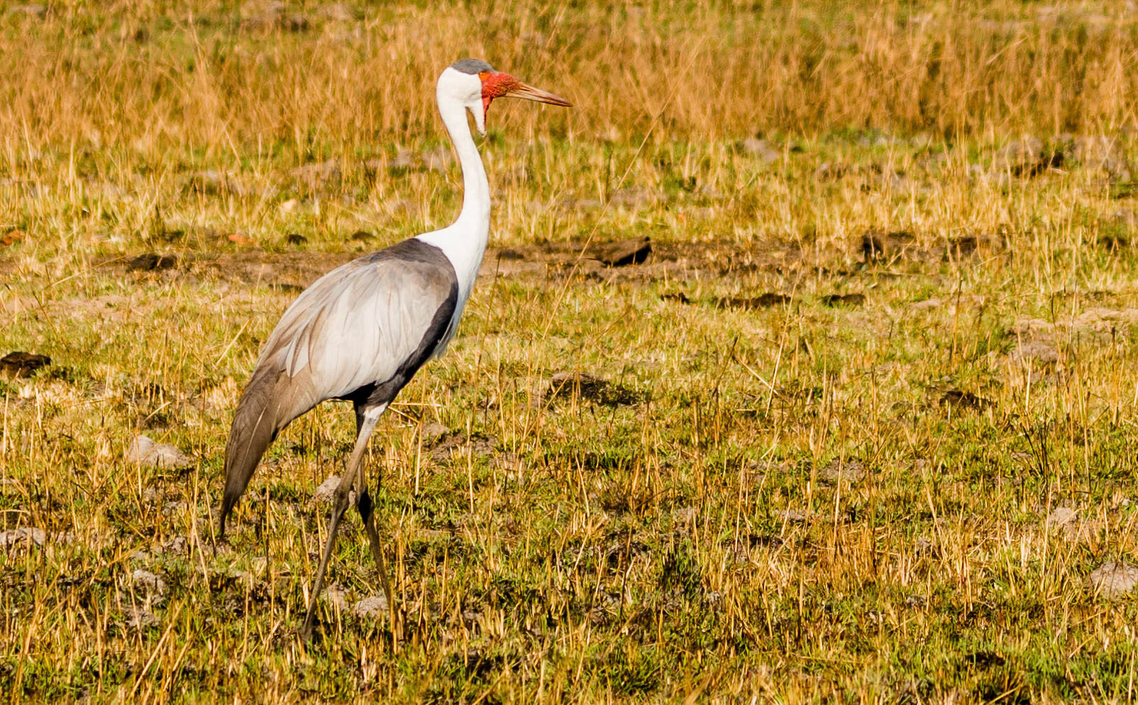 Wattled Crane, Mukambi Zambia 03/09/17