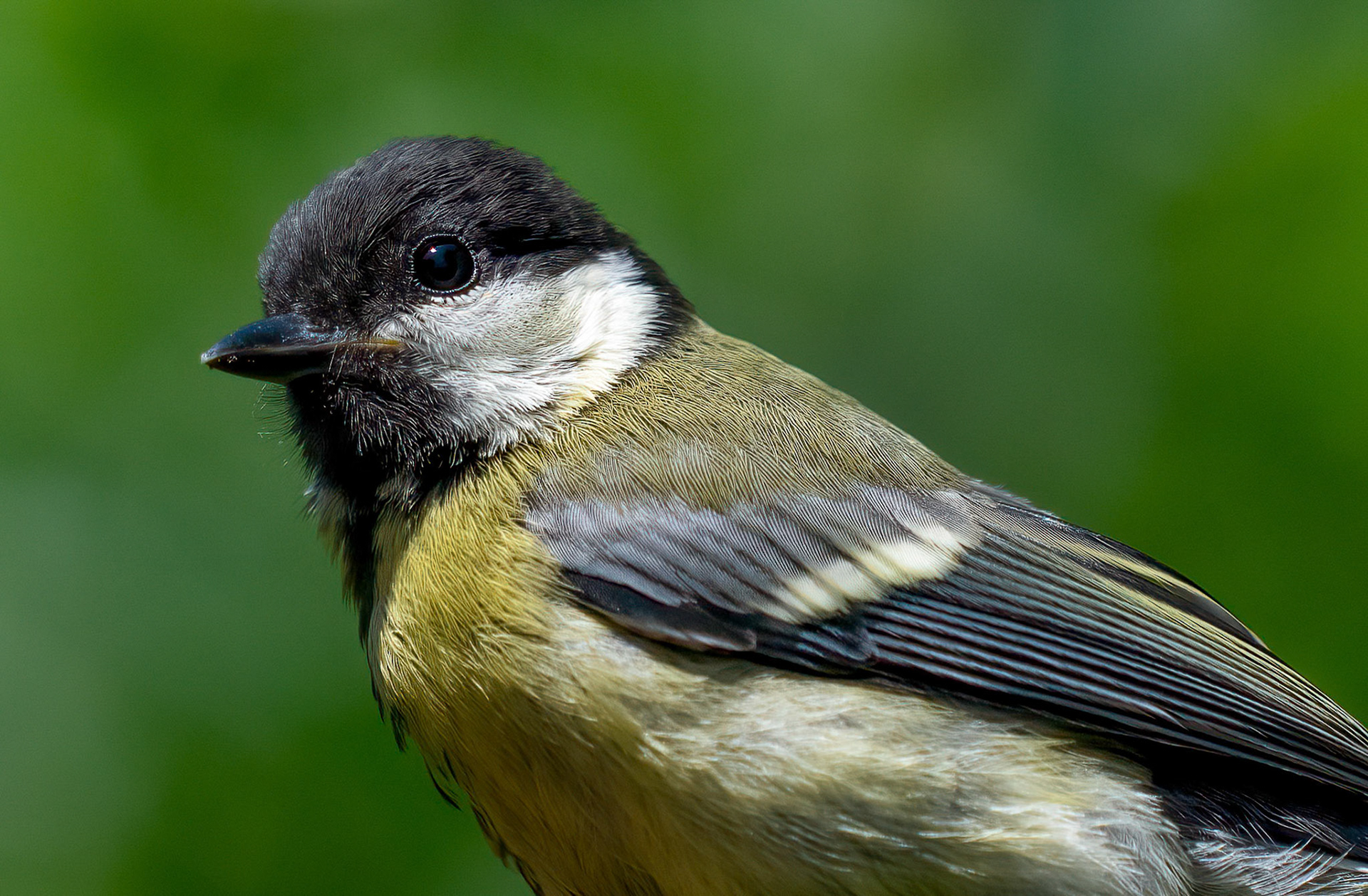 Great Tit, Adamuz, Andalucia, Spain. 30-05-23.