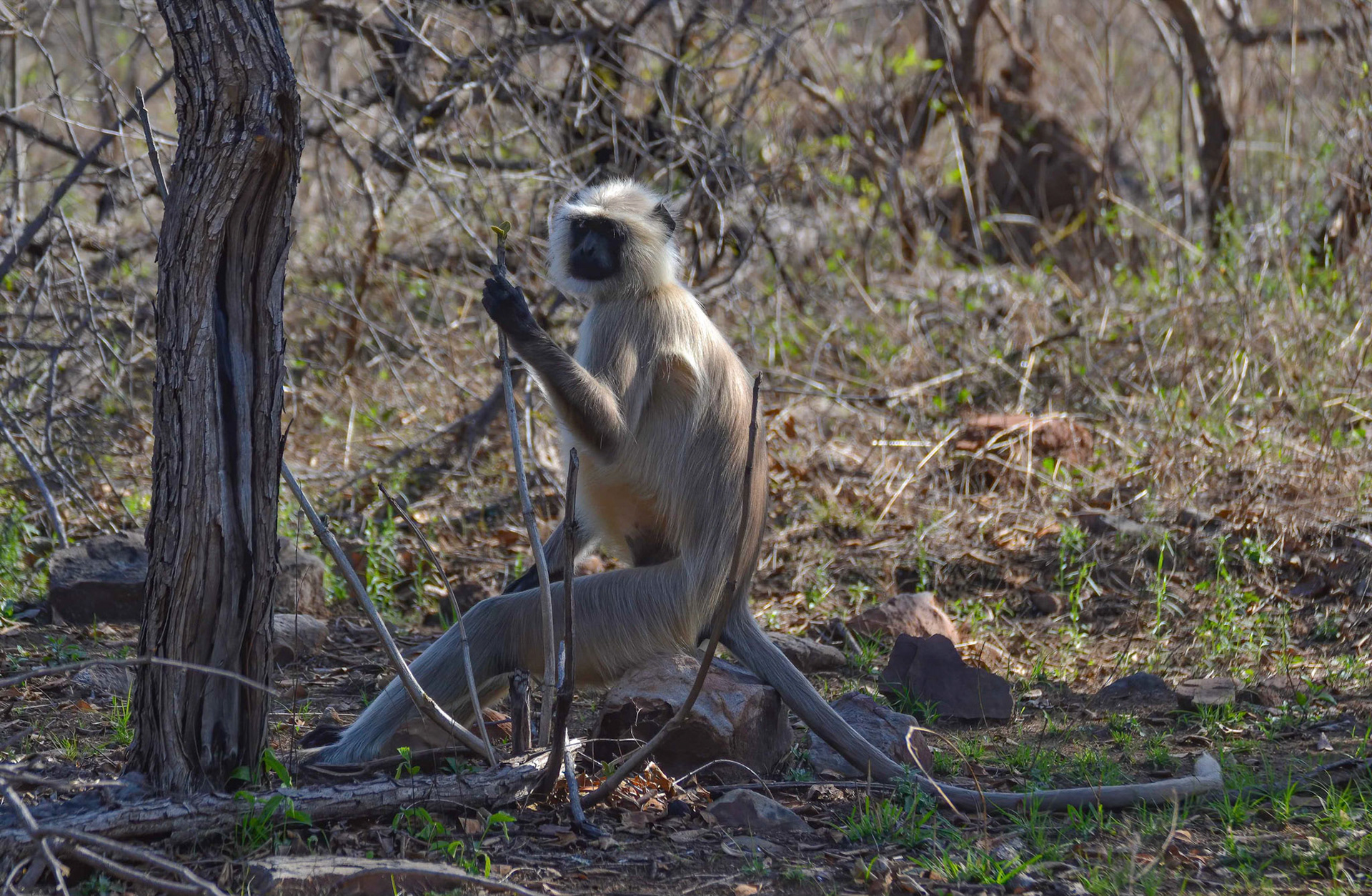 Black-faced Langur, Panna NP, Madhya Pradesh India 16/03/14.