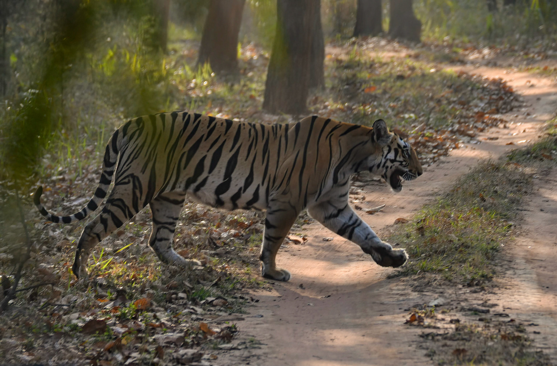 Tigress, Bandhavgarh, Madhya Pradesh India 18/03/14.