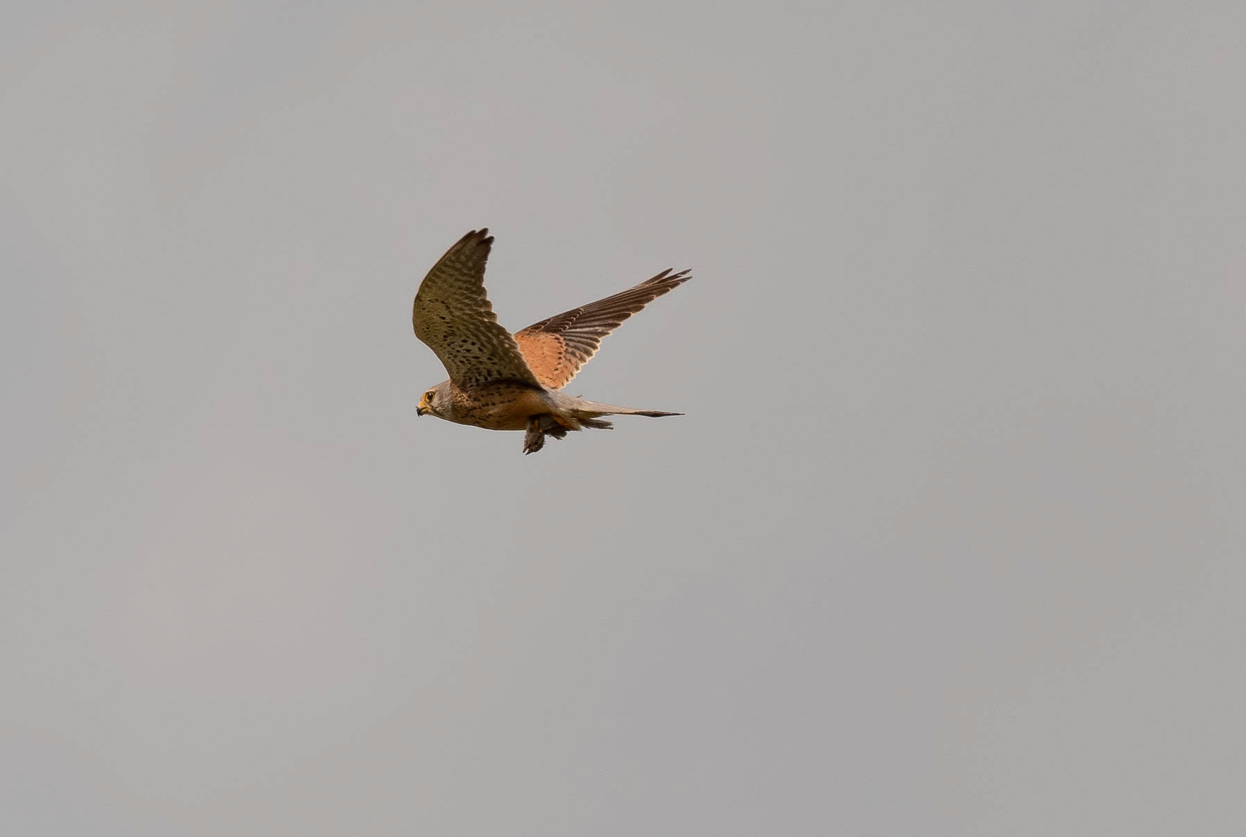 Kestrel with prey, La Biar Spain 04/07/19