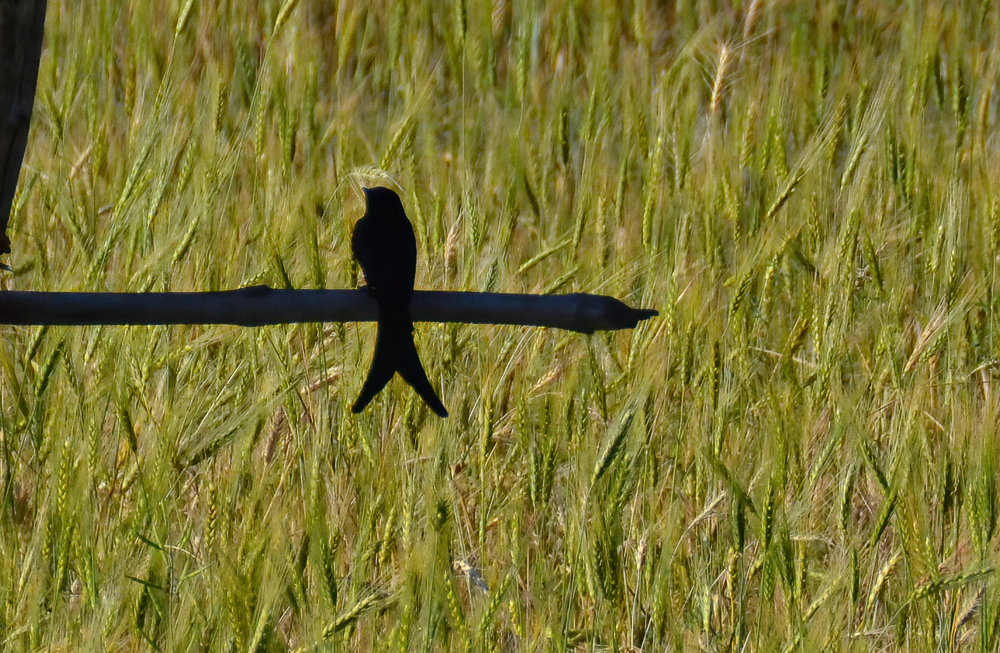 Black Drongo, Bandhavgarh NP, Madhya Pradesh, India 17/03/14.