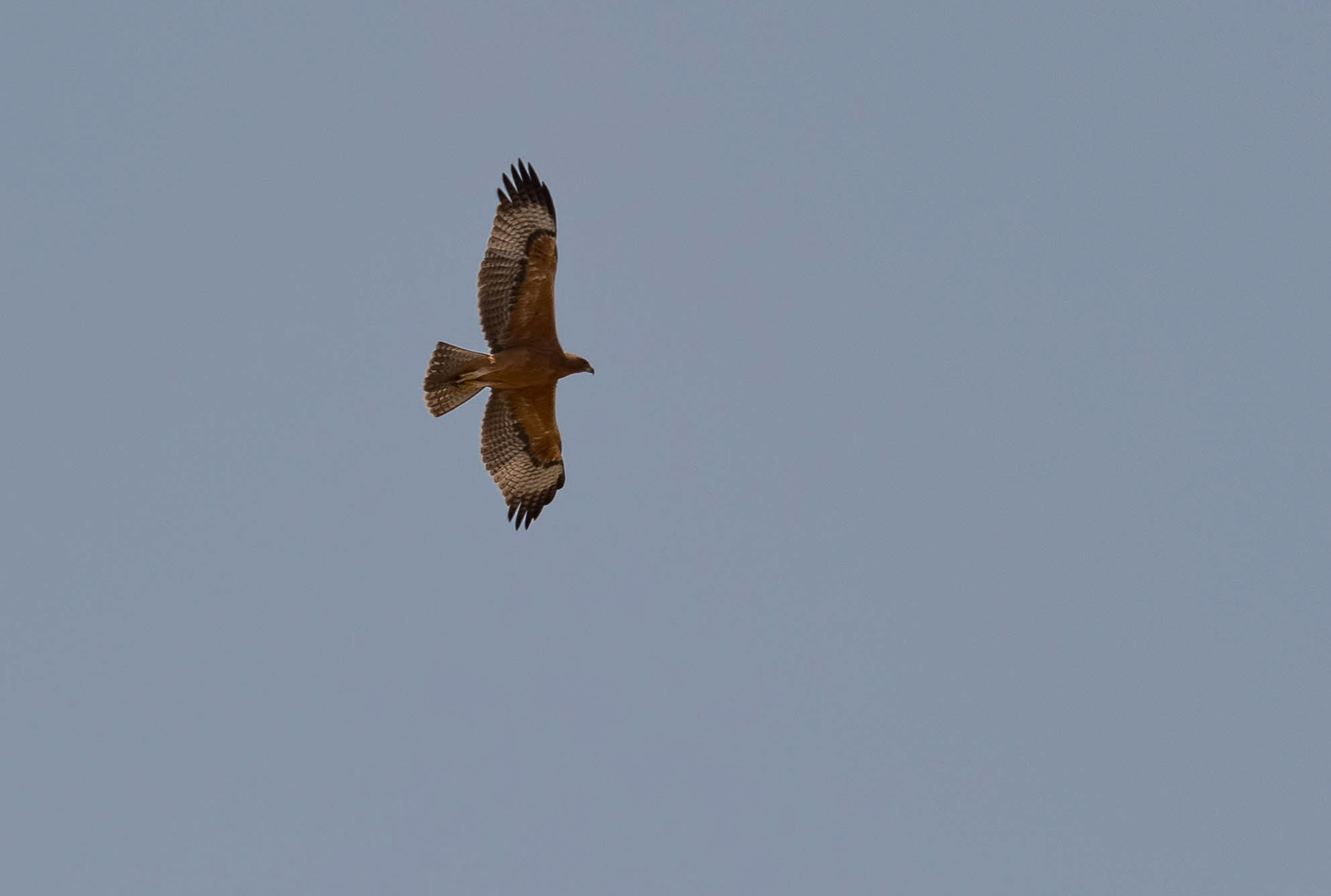 Bonelli's Eagle Imm.,  La Biar Spain 12/07/19