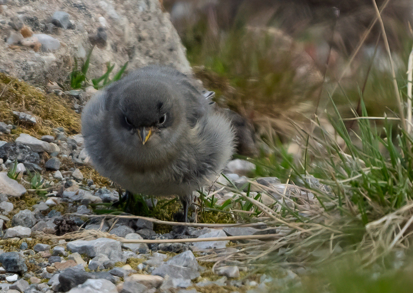 Snow Bunting chick, Ny Alesund,  Svalbard. 02-08-2022.