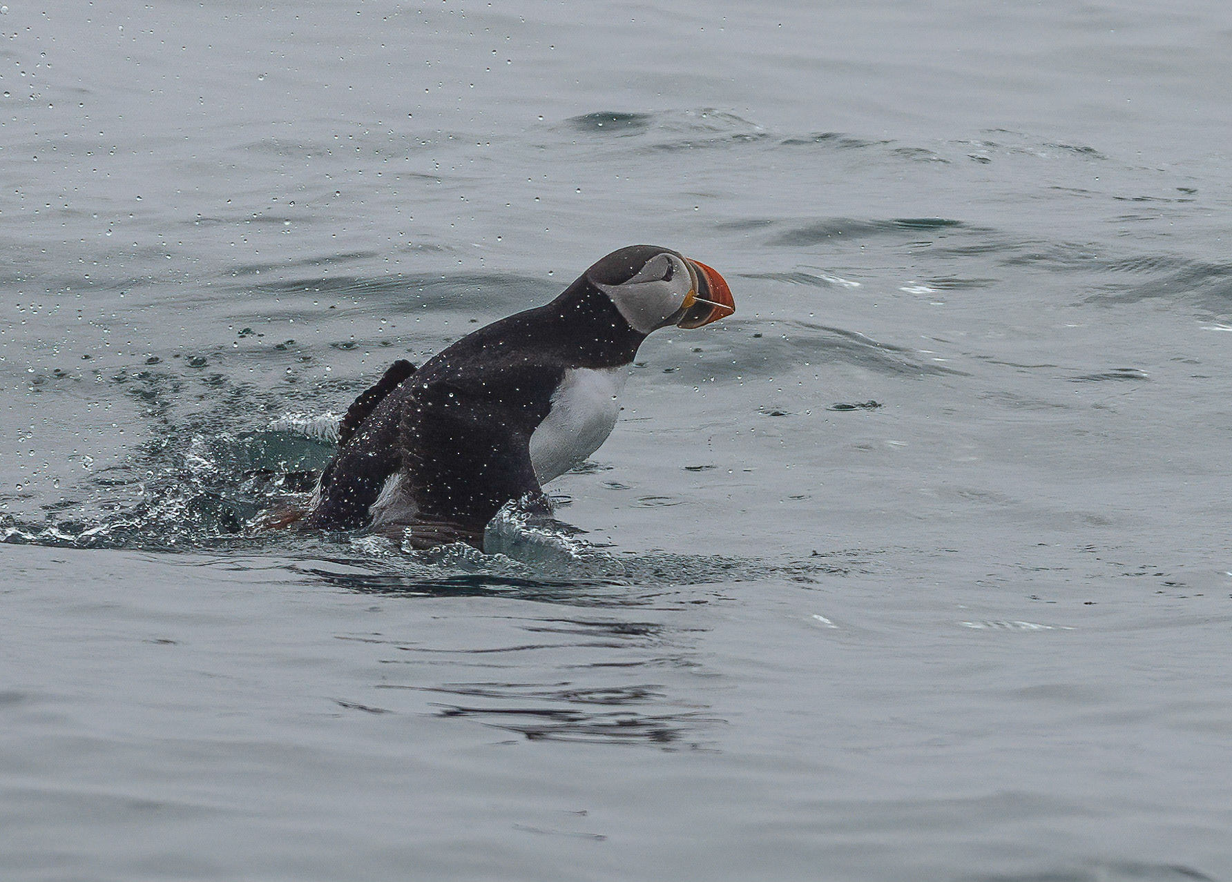 Puffin, Burgerbuktafjorden, Svalbard. 07-08-2022.
