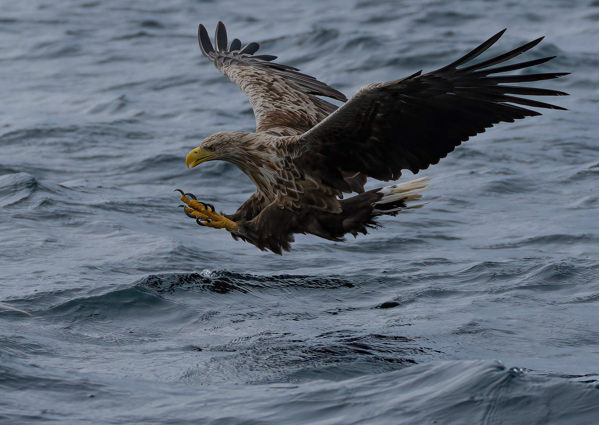 White-tailed Eagle, Loch Na Keal, Mull, Scotland. 05/08/21.