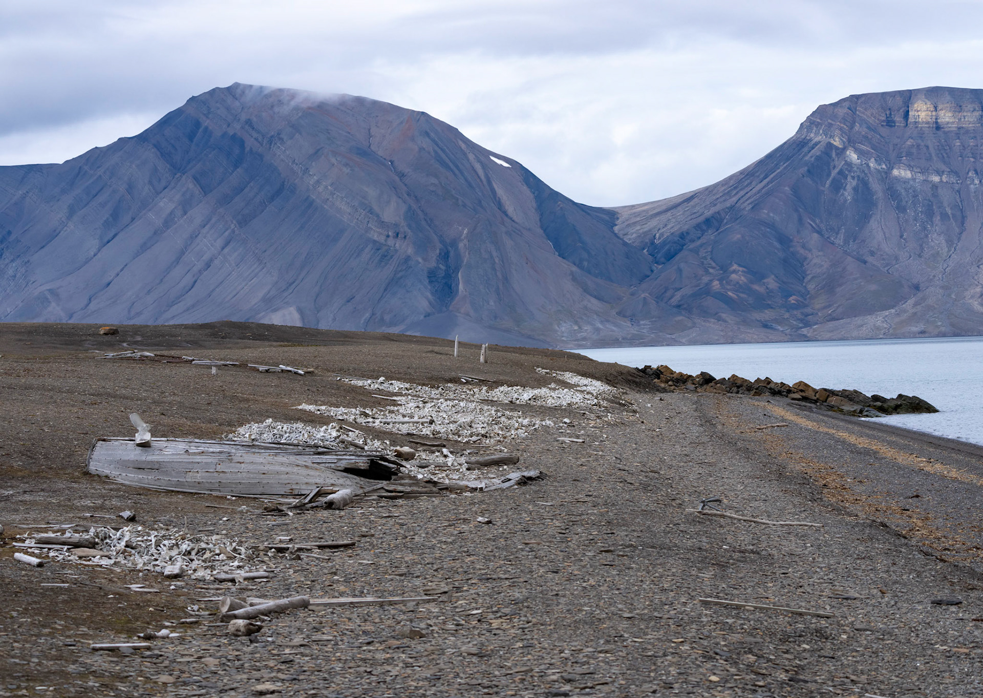Remains of 550 Beluga whales, Moab Bay, Svalbard. 09-08-2022.