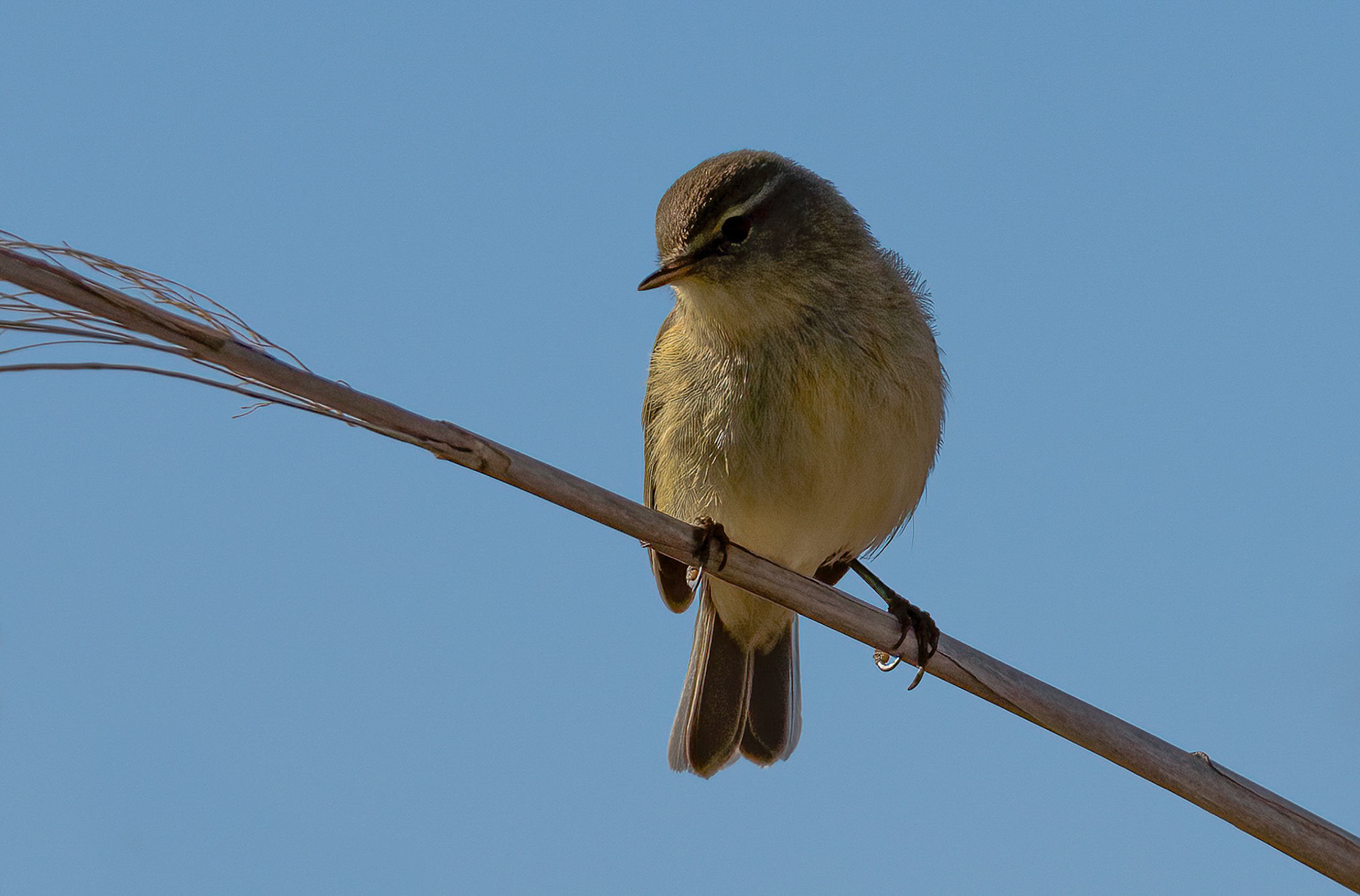 Savi's Warbler. Pego Marshes, Valencia Spain. 21-01-23.