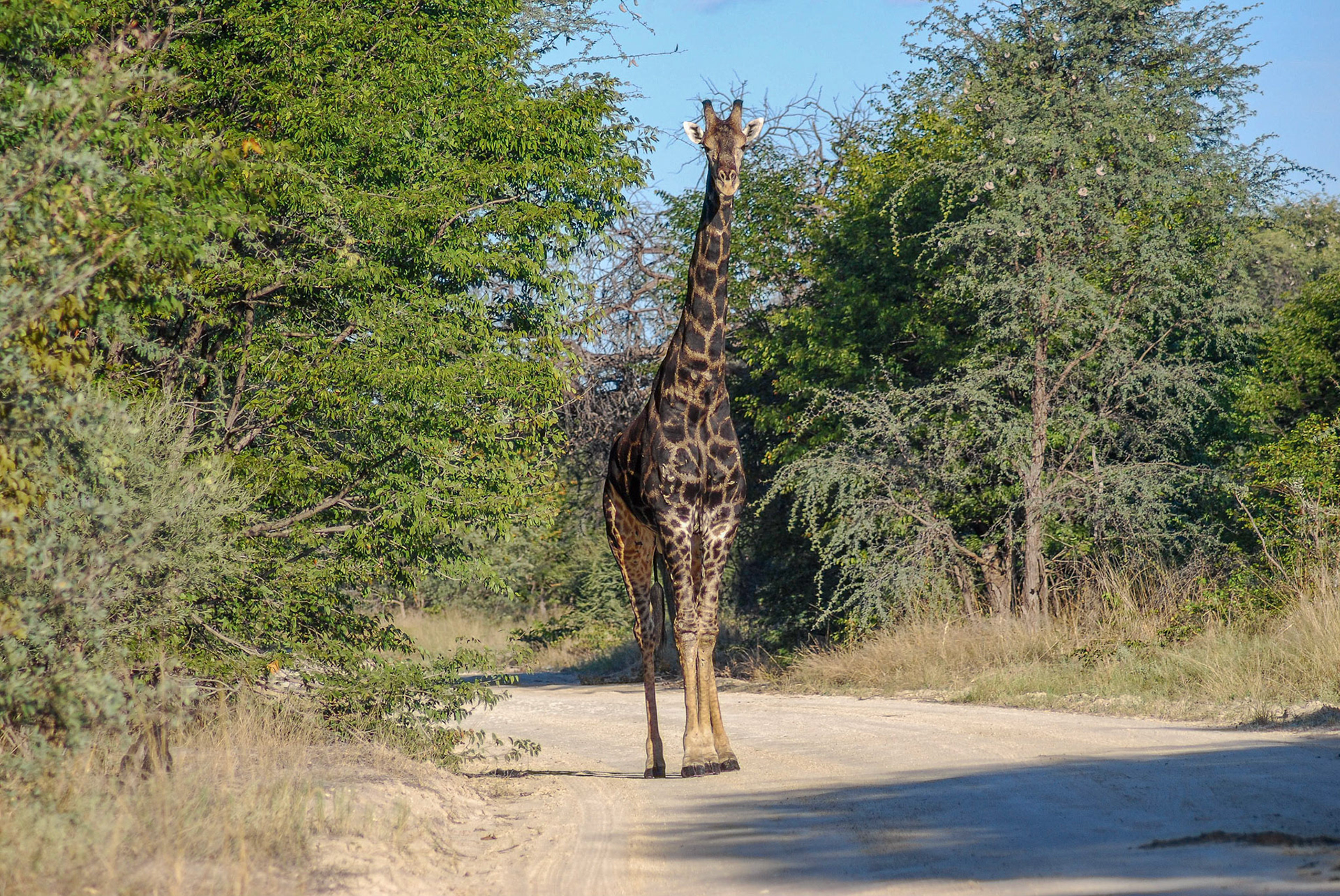 Southern Giraffe m, Moremi Botswana 19/05/11