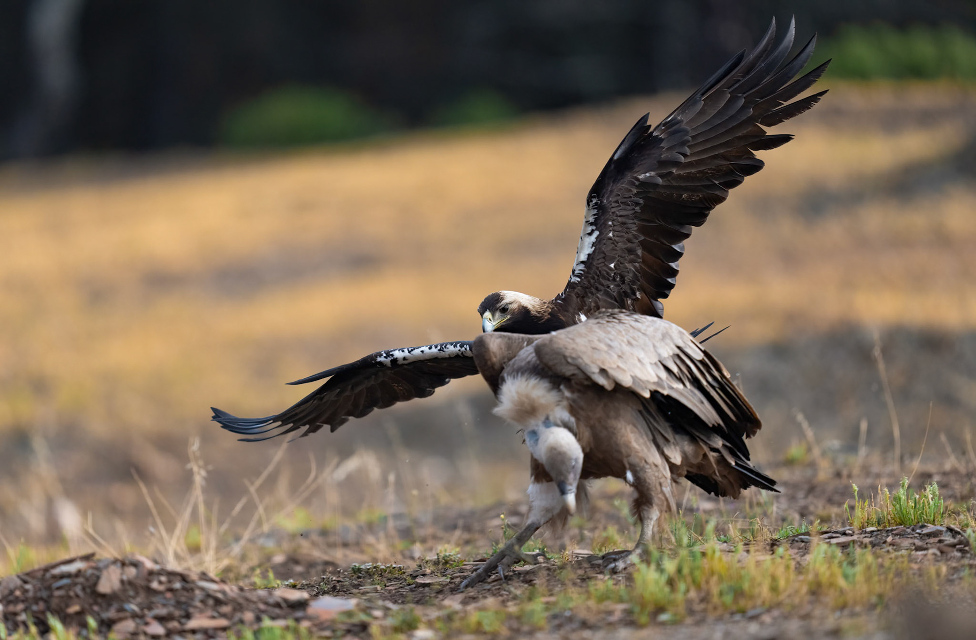 Spanish Imperial Eagle attacking Griffon Vulture, Adamuz ,Andalucia Spain. 29-05-23.