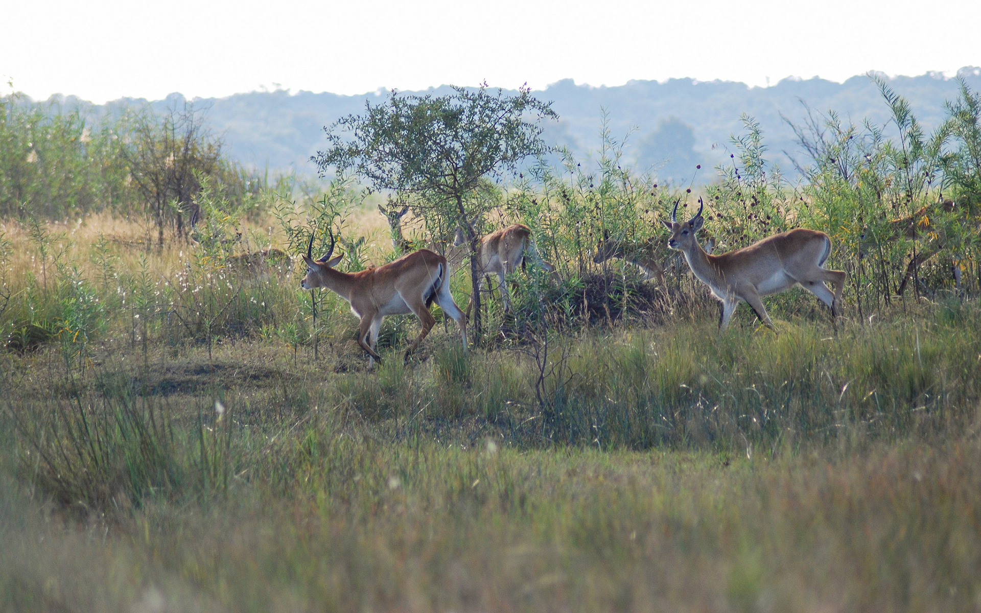 Red Lechwe, Mazambala, Caprivi Namibia 14/05/11