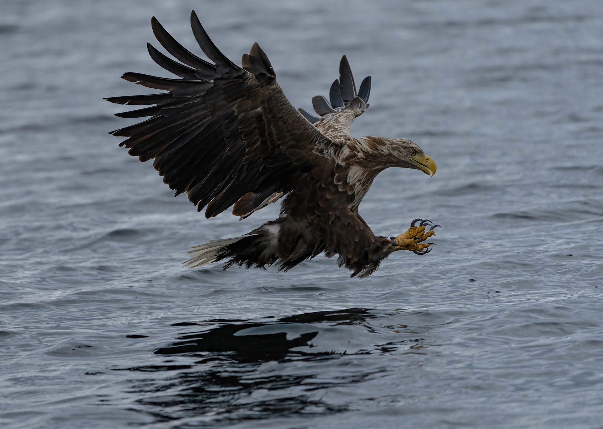 White-tailed Eagle, Loch Na Keal, Mull, Scotland. 06/08/21.