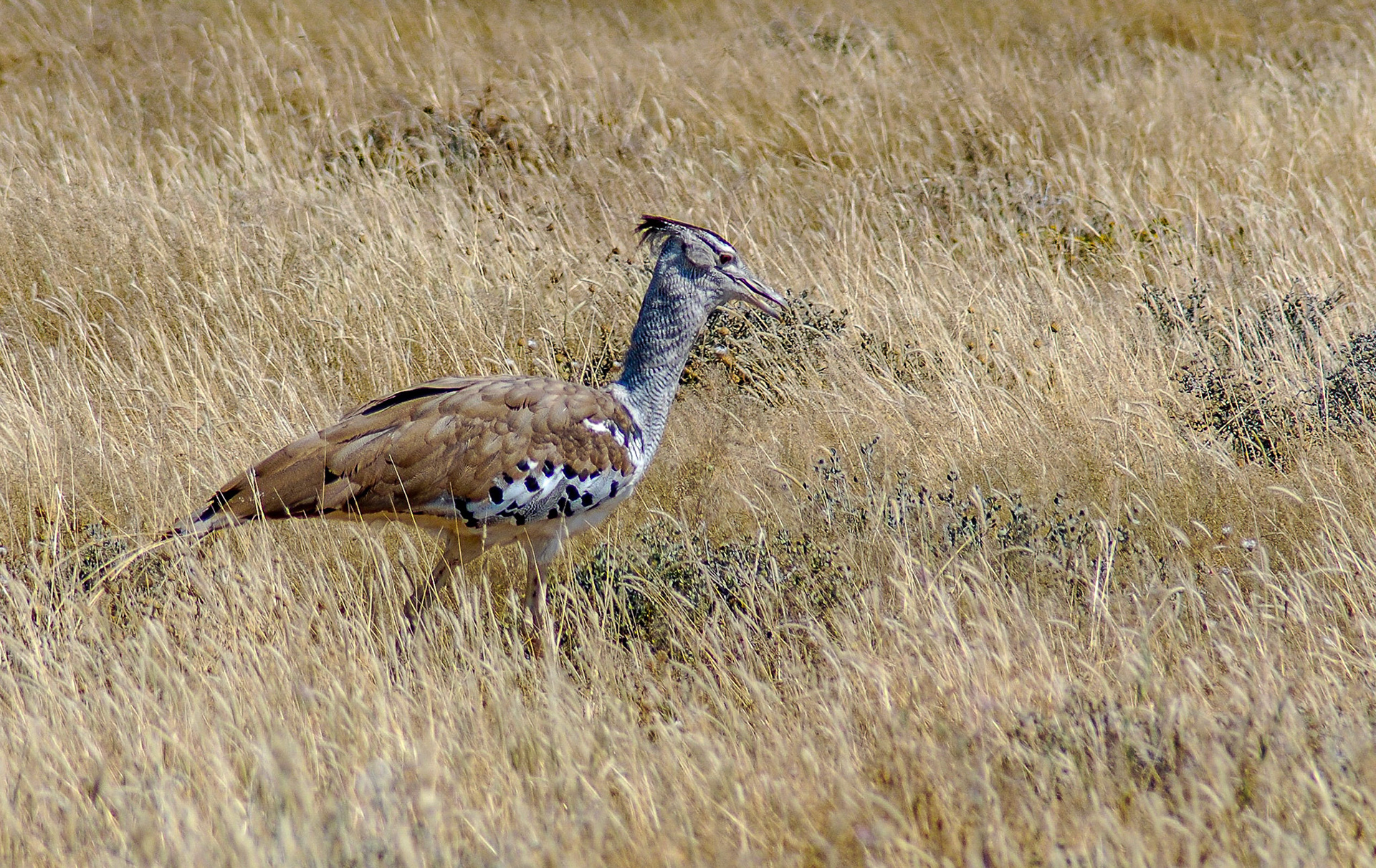 Kori Bustard, Etosha Namibia 21/04/09