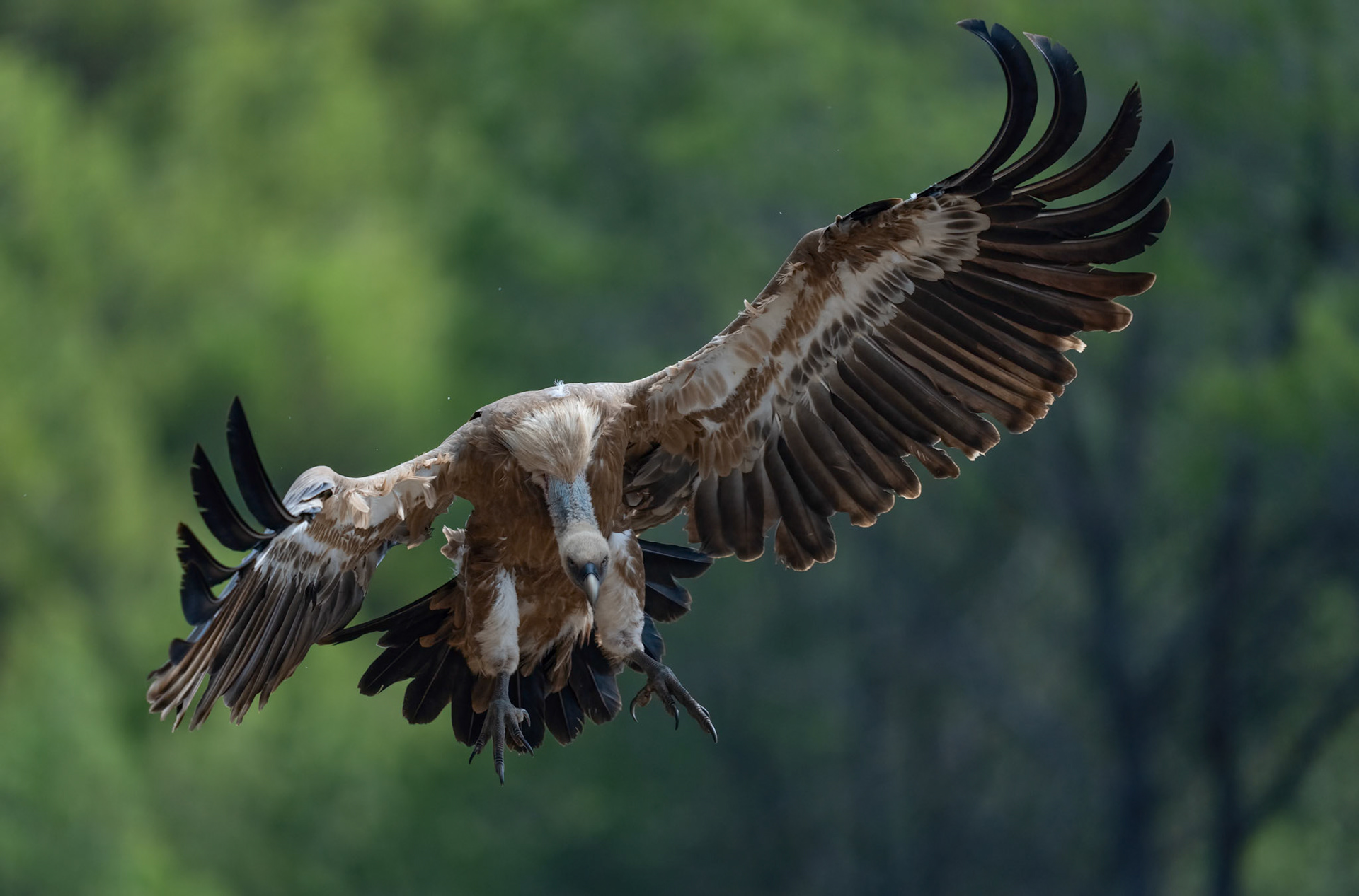 Griffon Vulture, Adamuz, Andalucia Spain. 29-05-23.