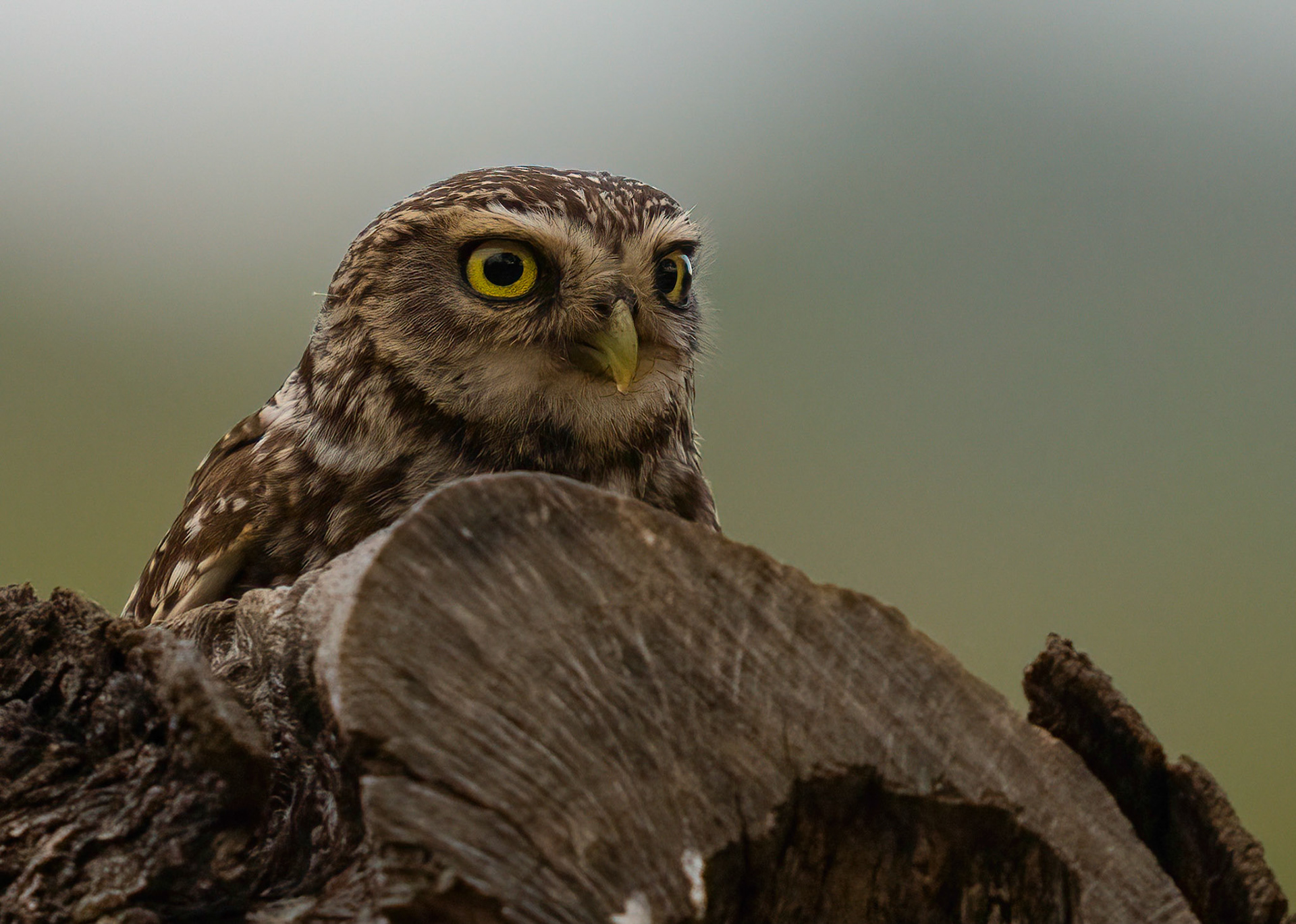Little Owl, Adamuz, Andalucia, Spain. 30/05/22.