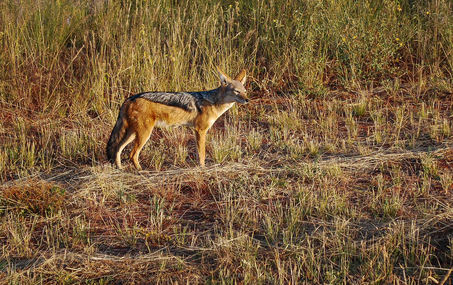 Blacked-backed Jackal, Okonjima Namibia 19/04/09