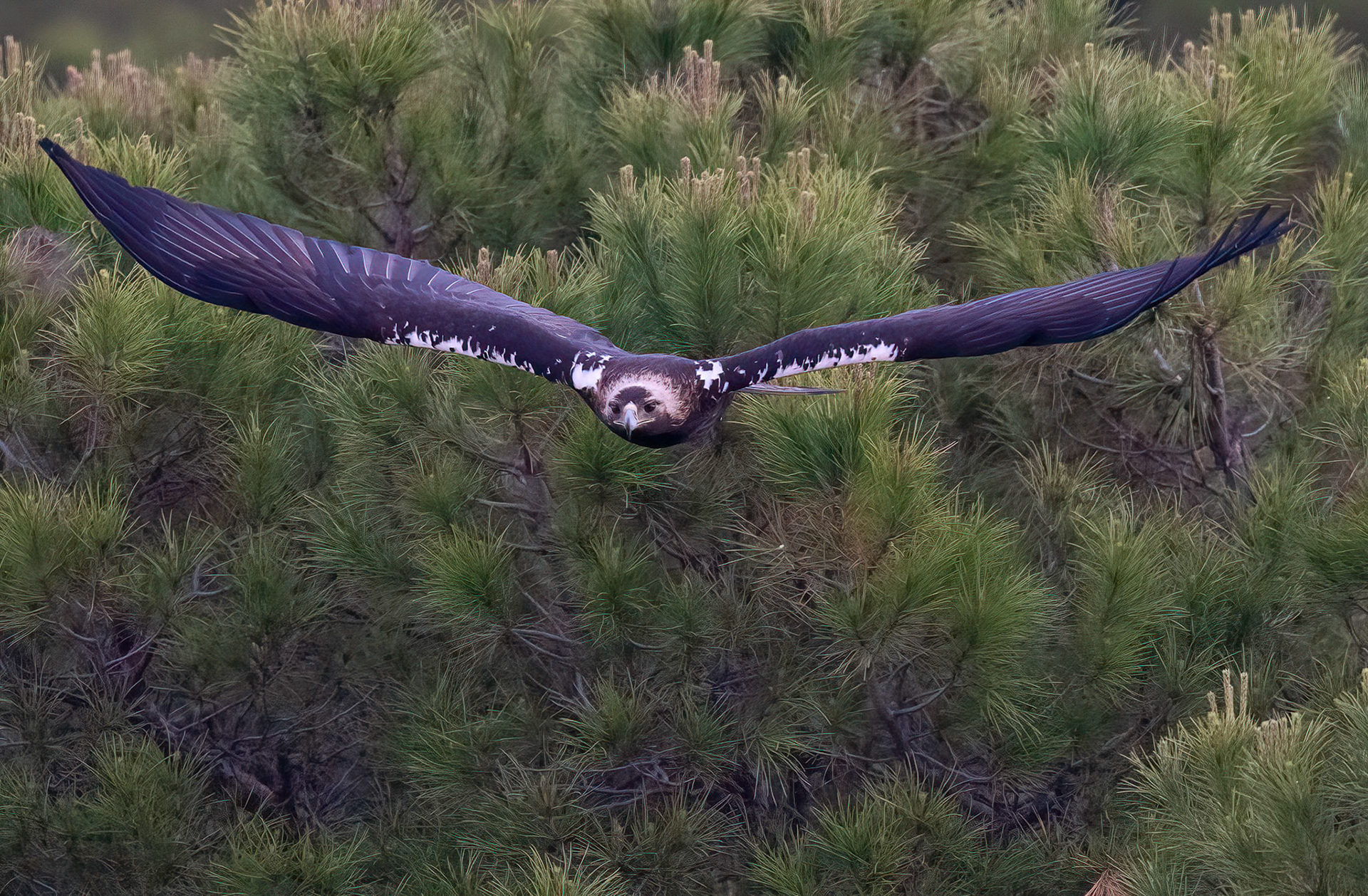 Spanish Imperial Eagle, Adamuz ,Andalucia Spain. 29-05-23.