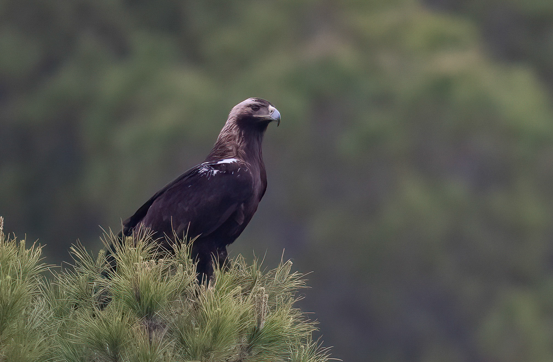 Spanish Imperial Eagle, Adamuz ,Andalucia Spain. 29-05-23.