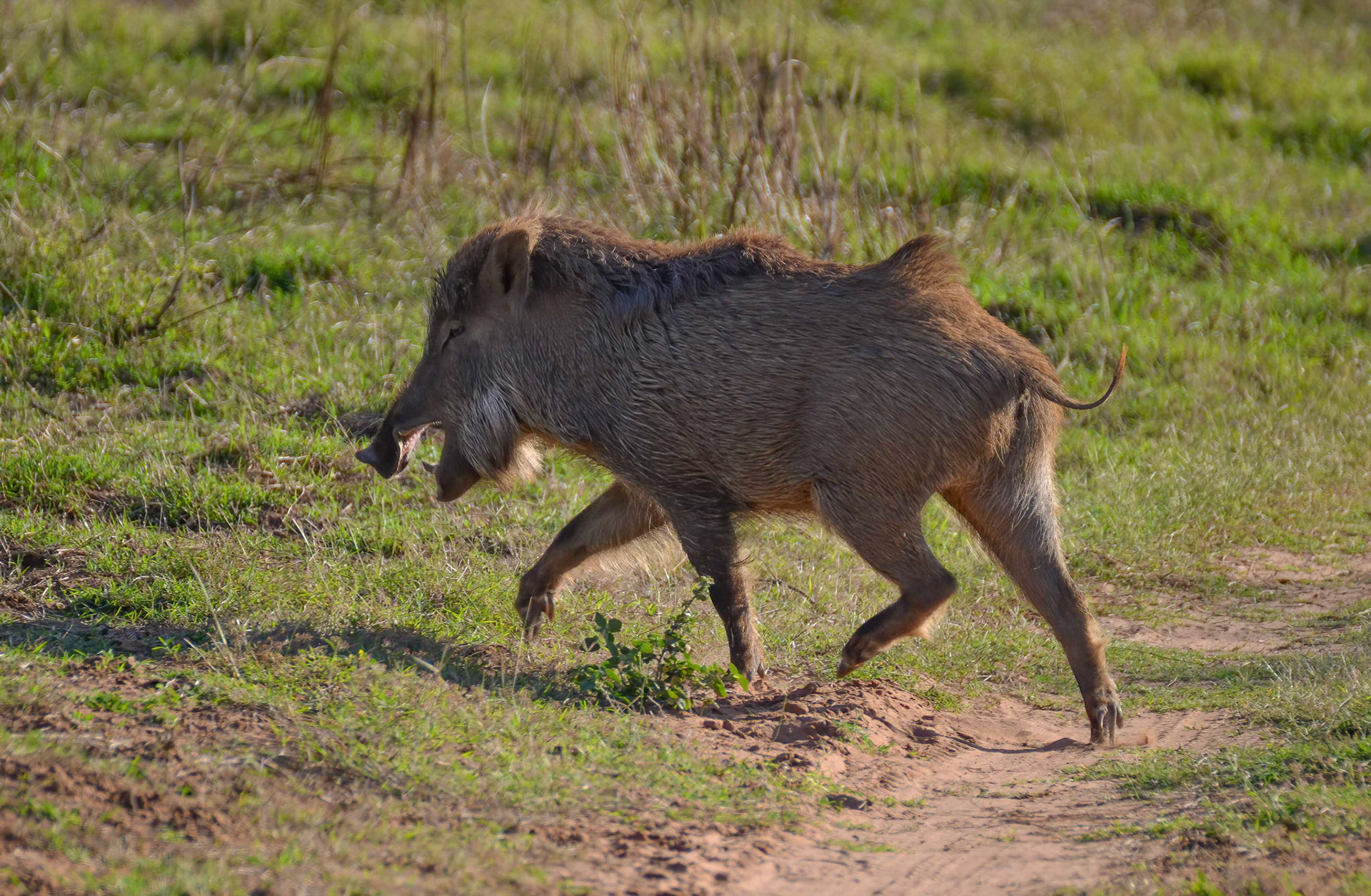Indian Wild Boar, Panna NP, Madhya Pradesh India 16/03/14.