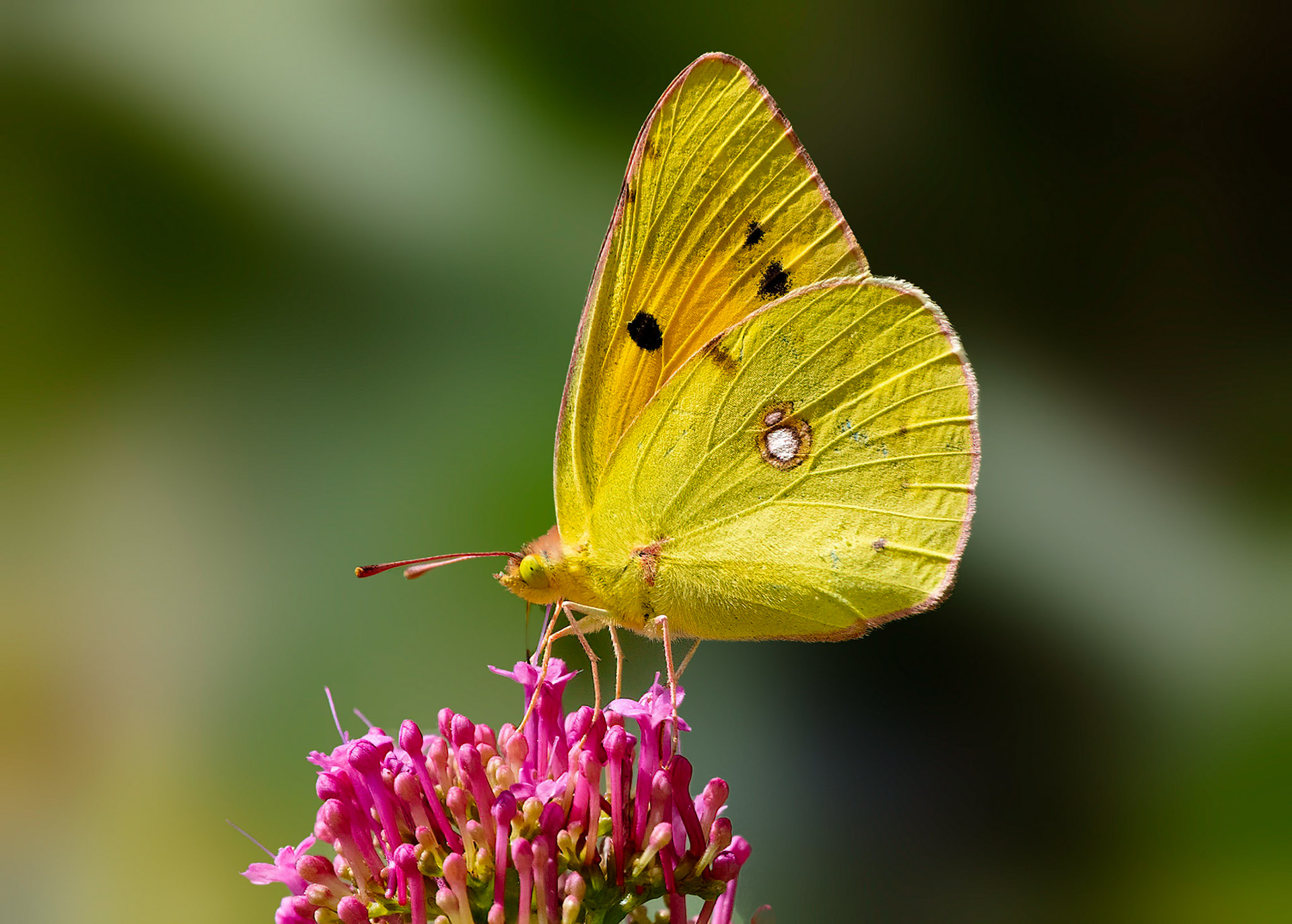 Clouded Yellow, La Biar, Valencia, Spain. 17/06/22.