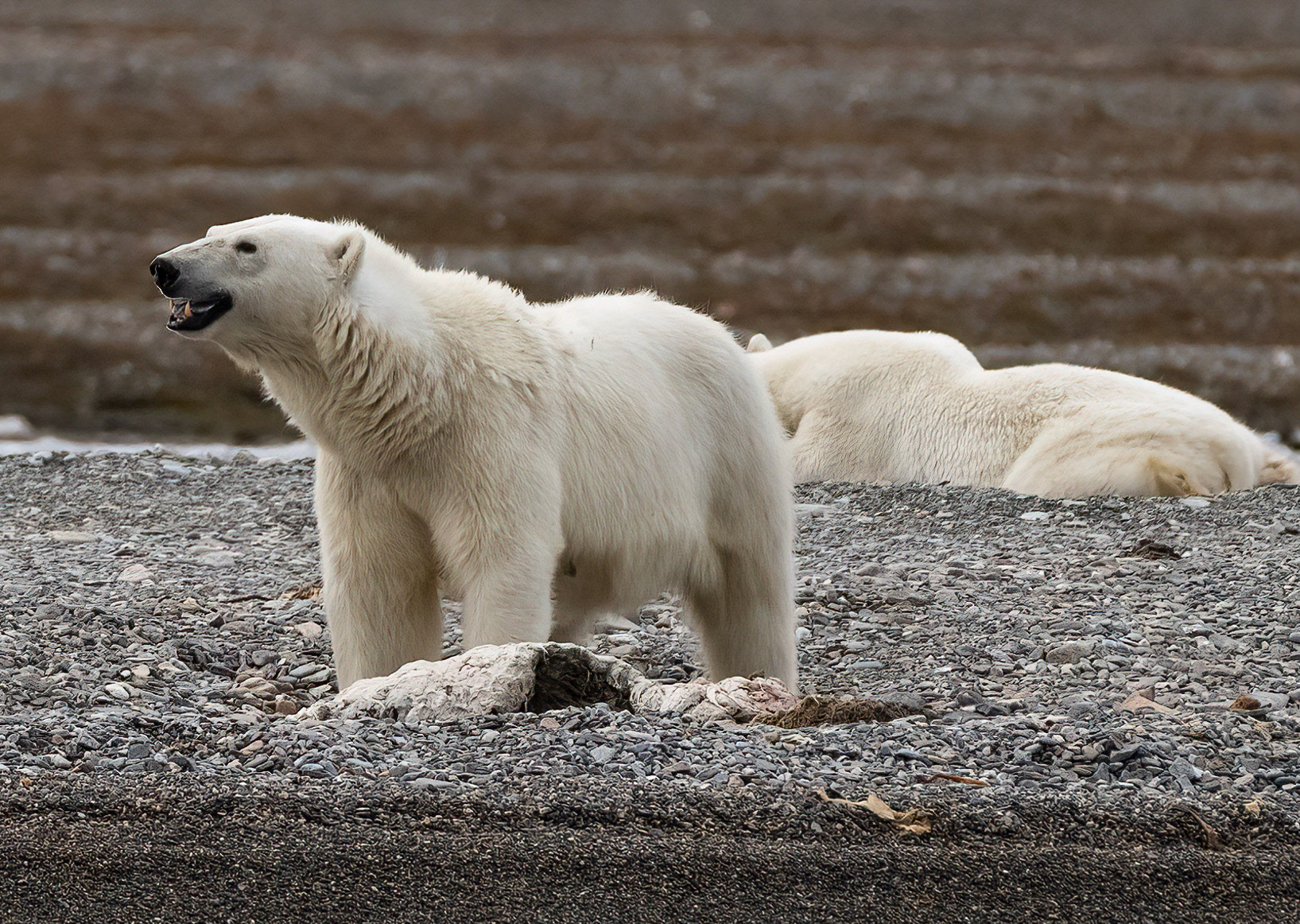 Female Polar Bear on 2 year old Whale meat. Lomfjorden shore, Svalbard. 04-08-2022.