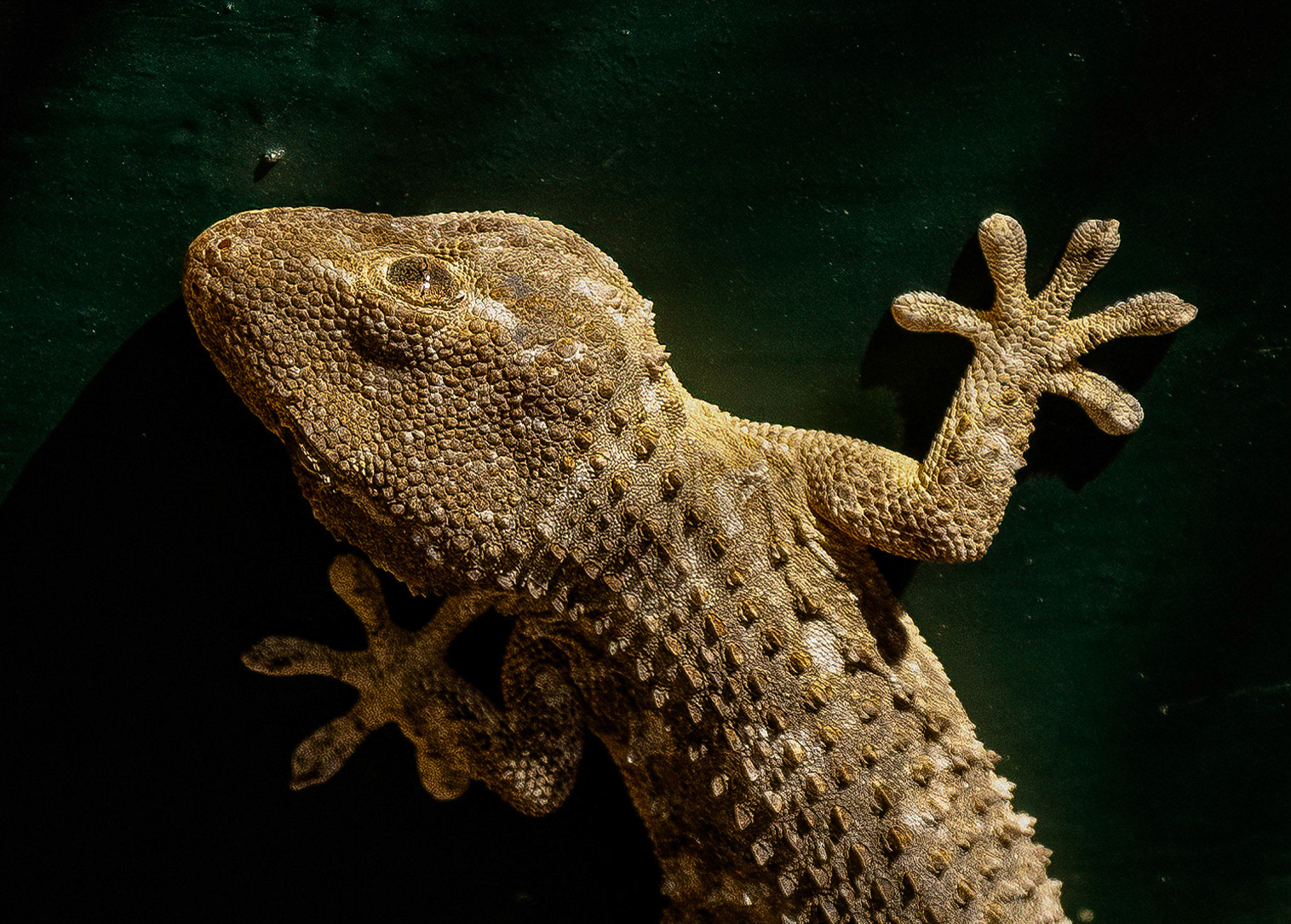 Moorish Gecko, La Biar, Valencia, Spain. 23/06/22.