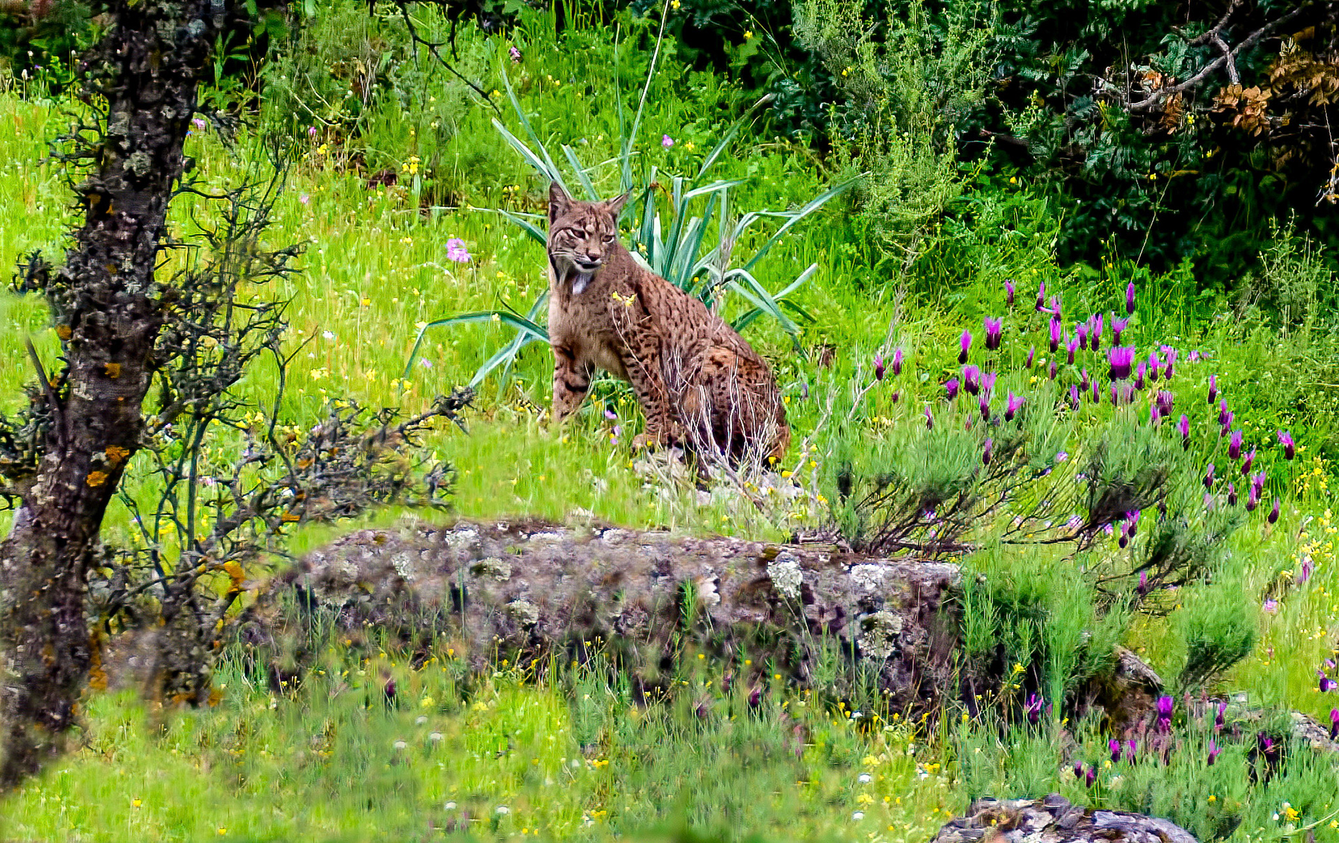 Iberian Lynx f. Anducar Mountains, Spain. 17/05/15.