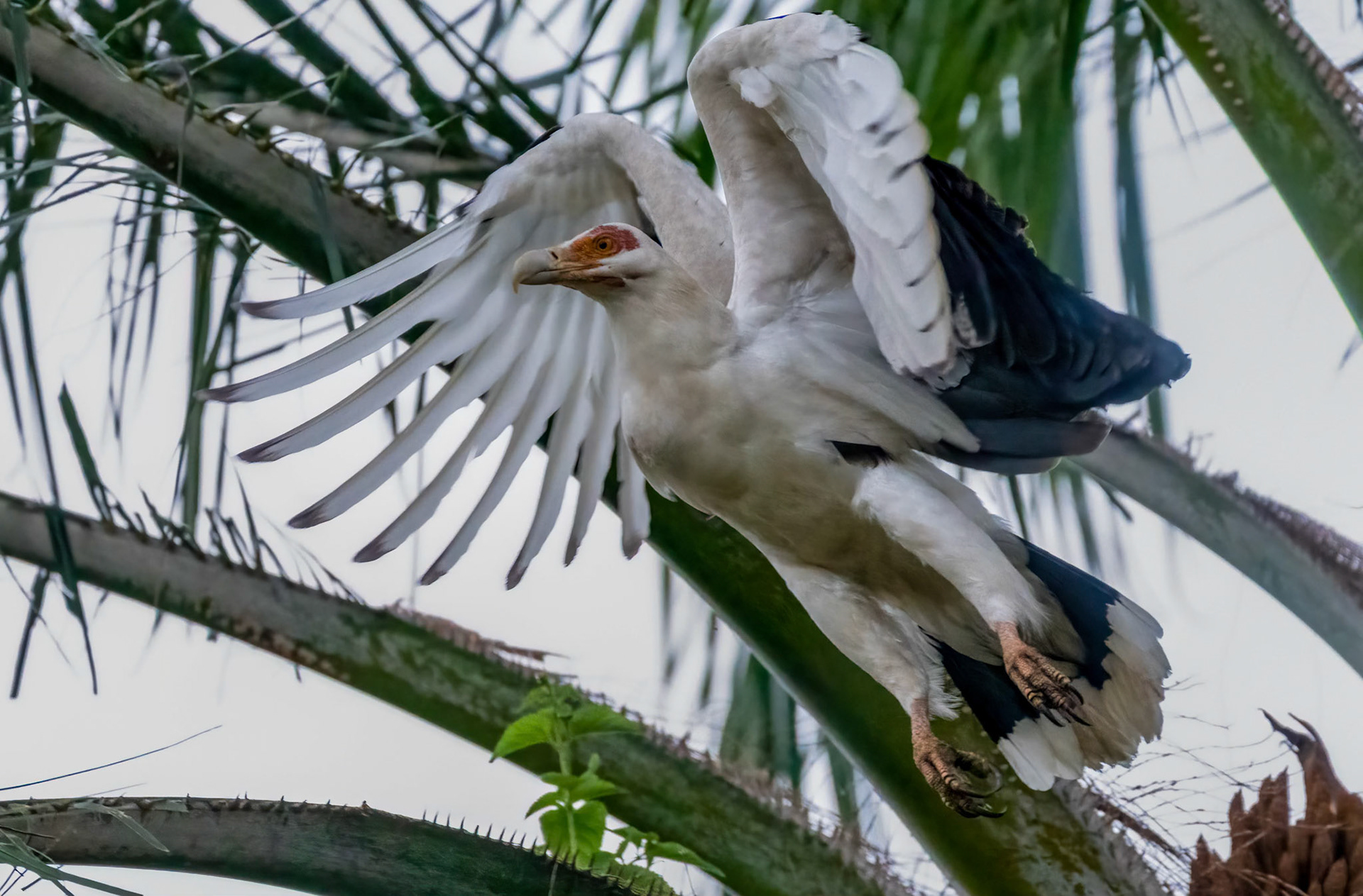 Palm-nut Vulture, Chimpanzee Forest Lodge near Kibale, Uganda.04-08-23.