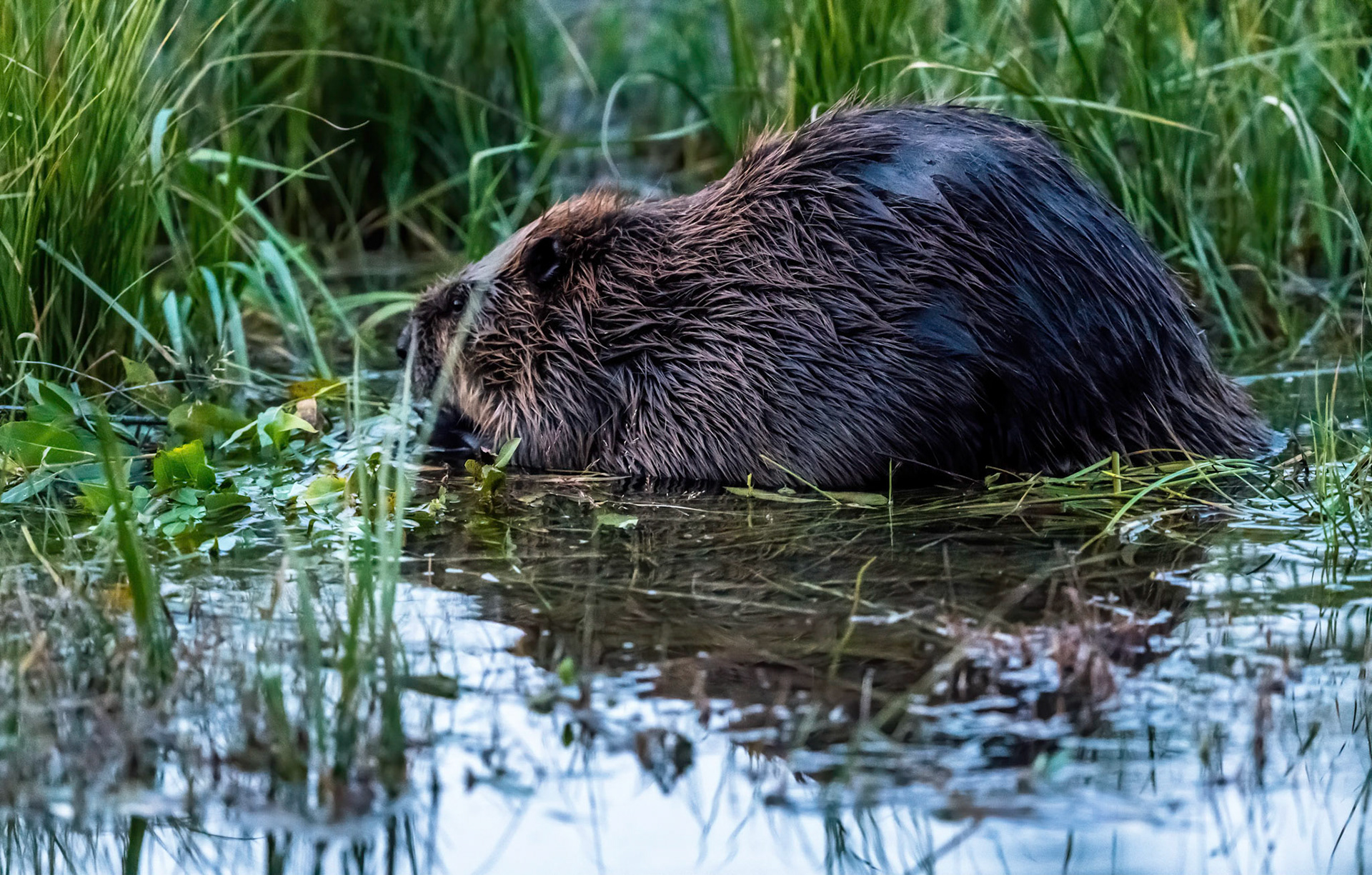 Beaver. Snake River Grand Teton NP. Wyoming 12/09/18