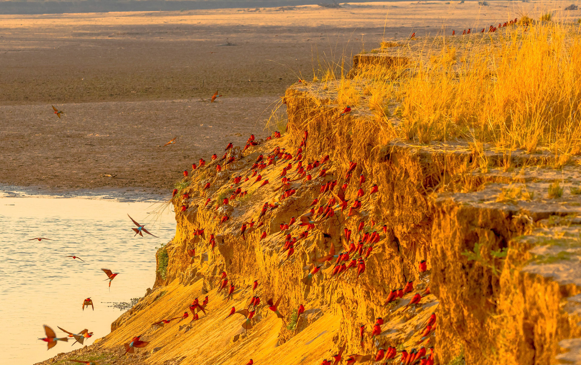 Carmine Bee-eaters at dawn,  Kafunta Zambia 10/09/17