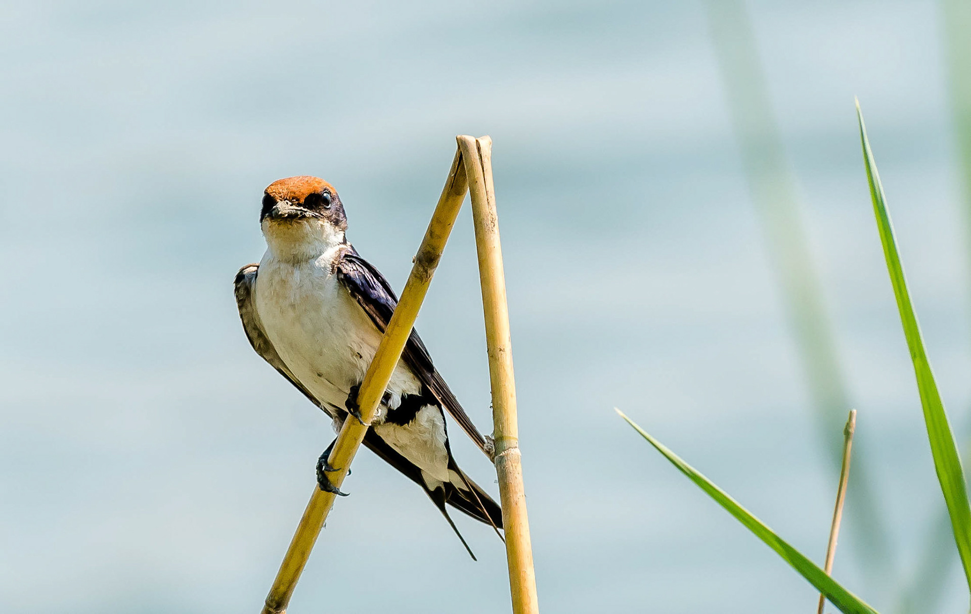 Wire-tailed Swallow, Mukambi Zambia 01/09/11