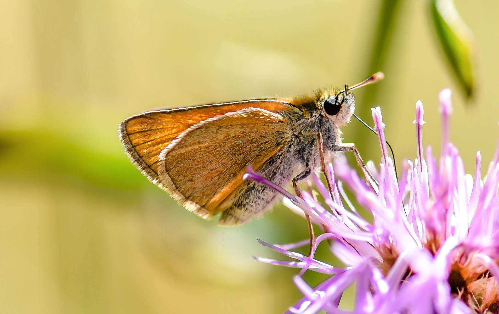 Essex Skipper, Picos Mts.,Spain 17/07/16