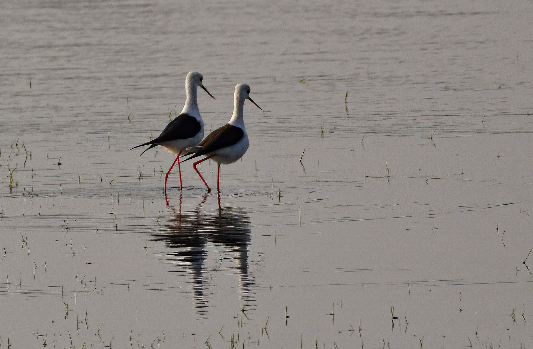 Black-winged Stilts, Ranthambore NP, Rajasthan India 12/03/14.