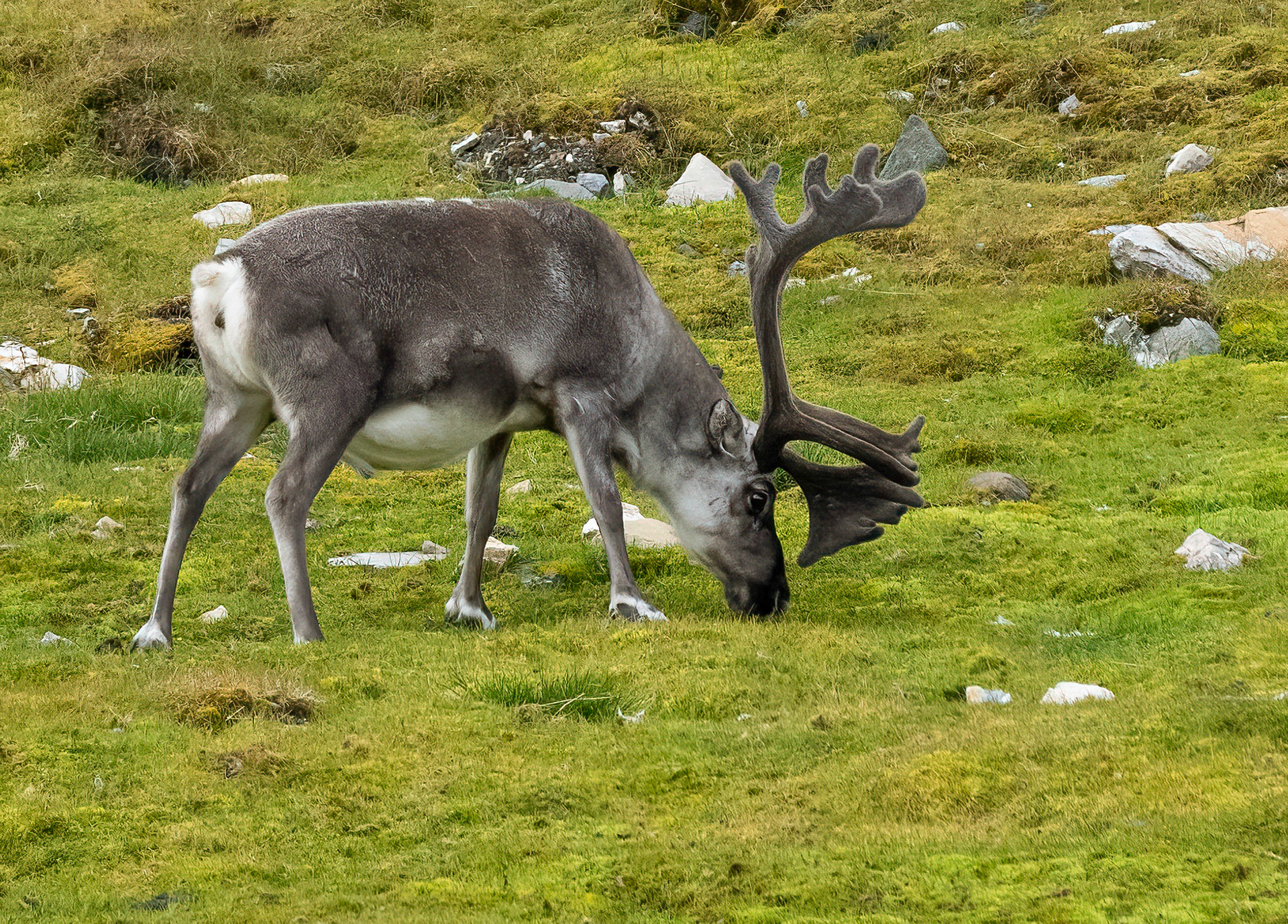 Reindeer, Nathorstland, Svalbard. 09-08-2022.