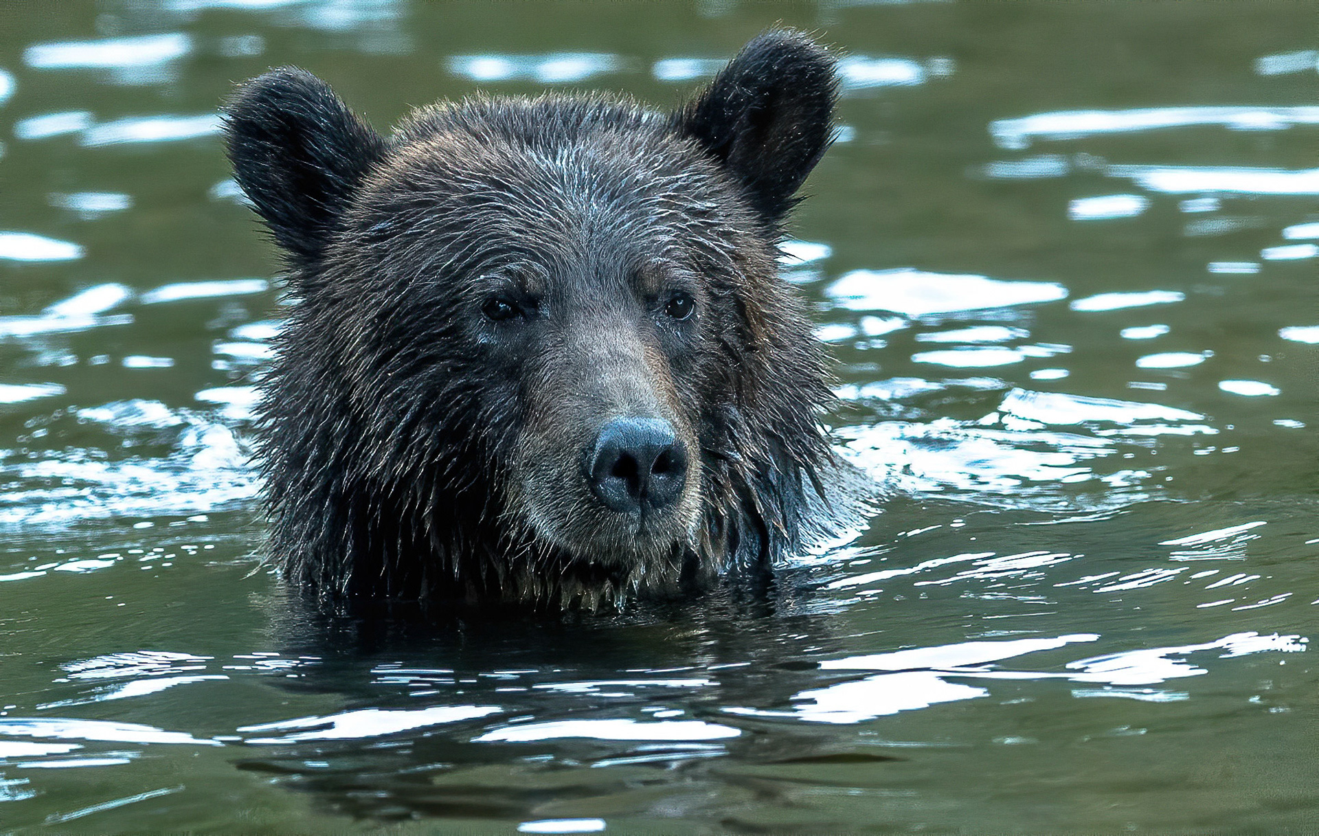 Brown Bear fishing. Nekite river. B.C. 25/09/18