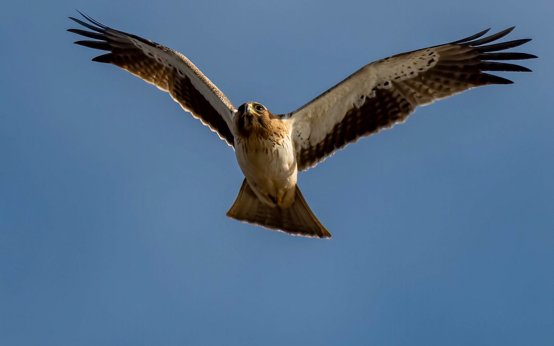 Booted Eagle, Pego Marsh, Spain 19/12/18