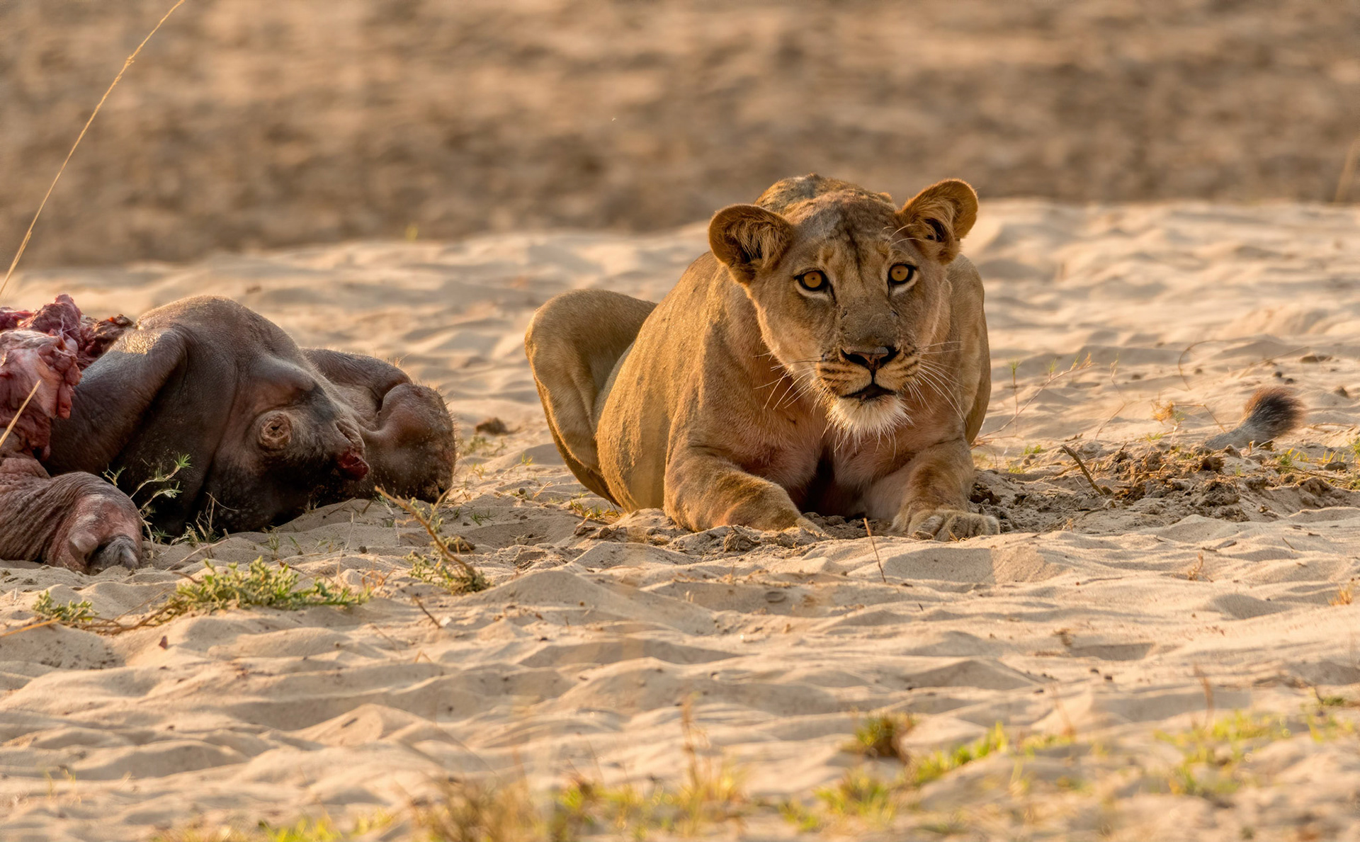Lioness on Hippo kill, Kafunta Zambia 10/09/17