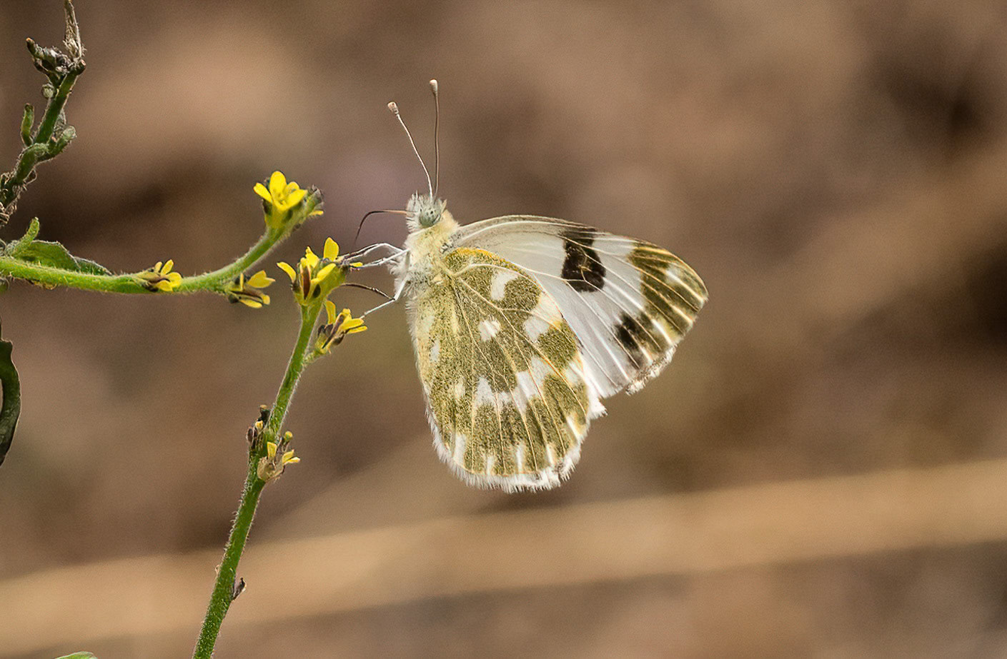 Female Bath White, Adamuz Andalucia, Spain. 29-05-23.