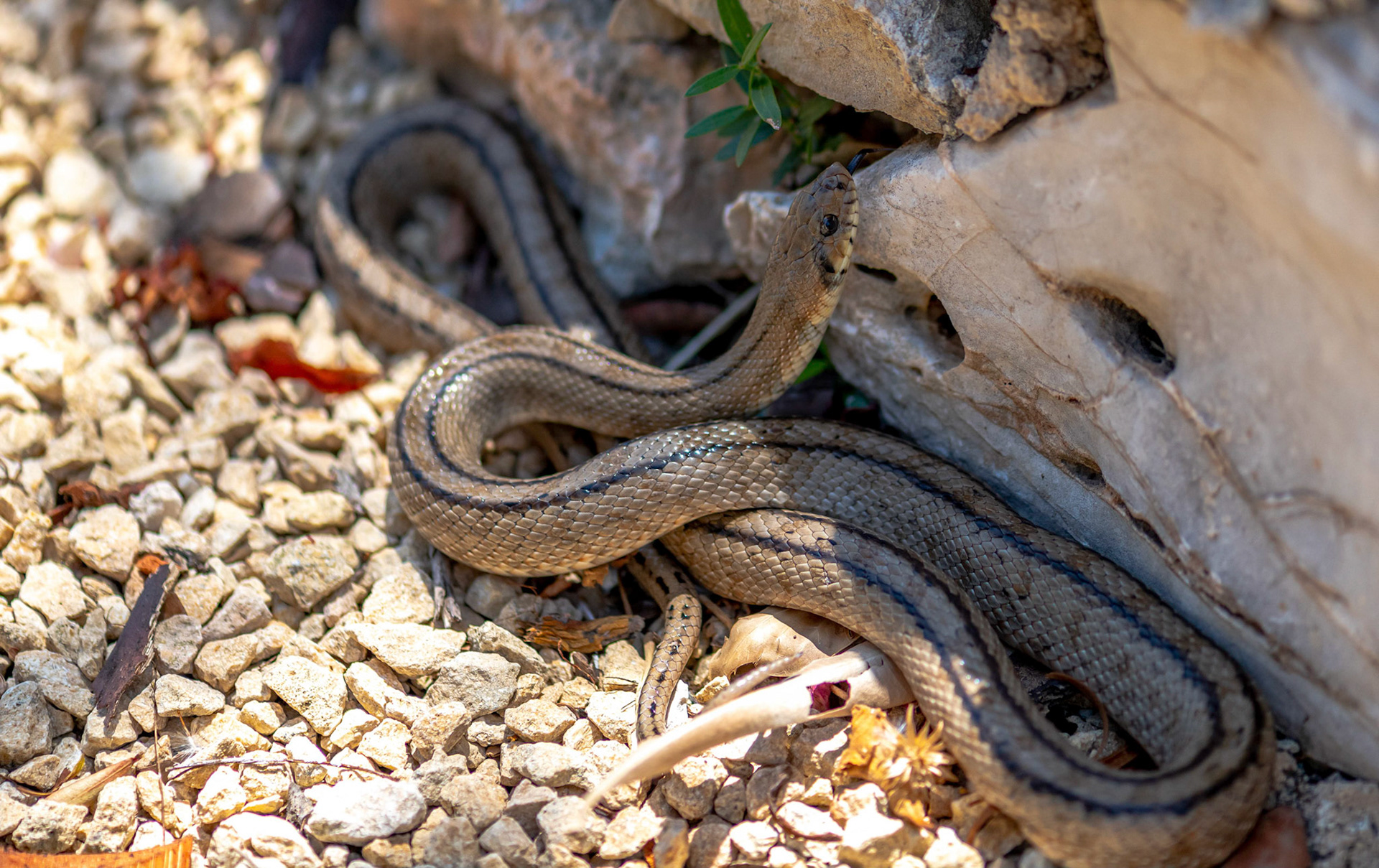 Horseshoe Whip Snake, La Biar Spain 20/06/19