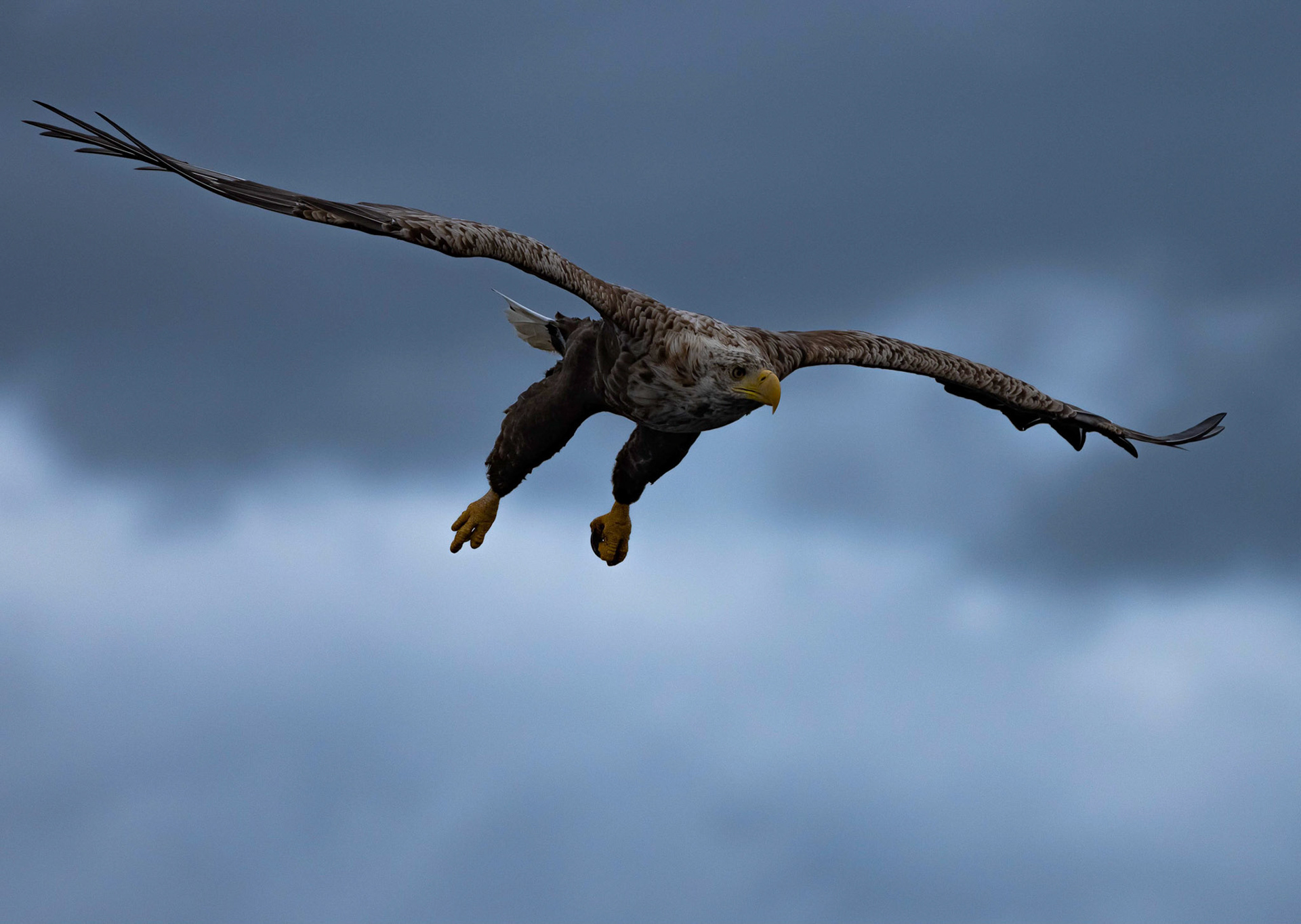 White-tailed Eagle, Loch Na Keal, Mull, Scotland. 06/08/21.
