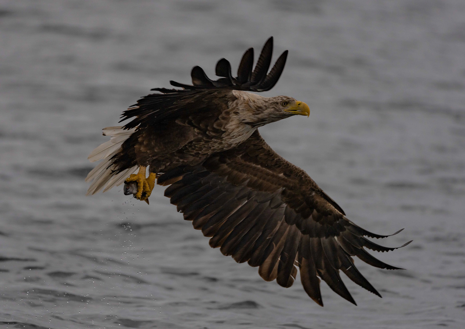 White-tailed Eagle, Loch Na Keal, Mull, Scotland. 06/08/21.